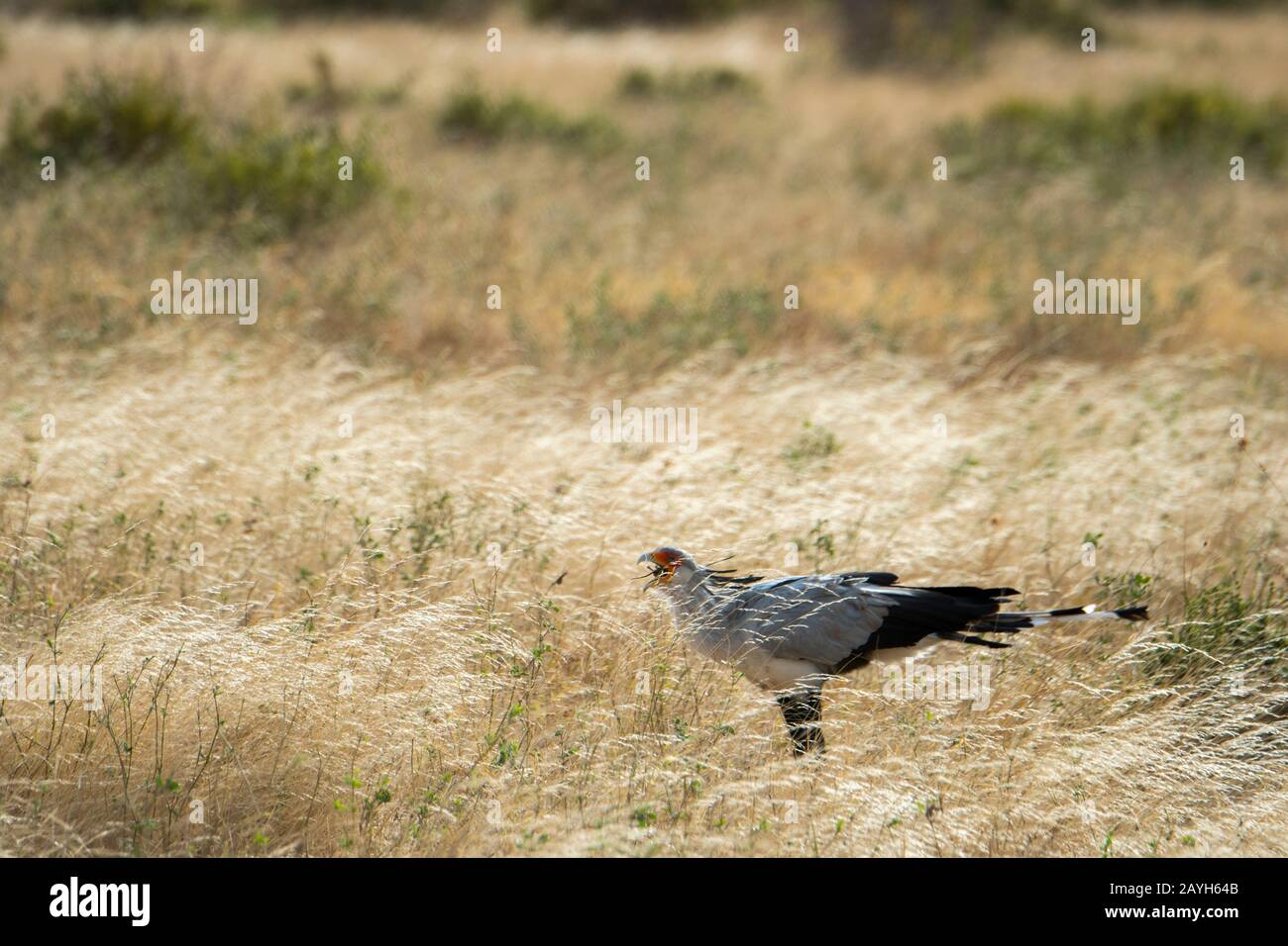 Un uccello Segretario (Sagittario serpentarius) sta cercando cibo nella secca prateria savana della Riserva nazionale di Samburu in Kenya. Foto Stock