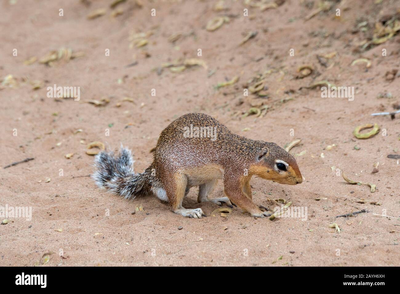 Squirrel (Xerus rutilus) Nella Riserva Nazionale di Samburu in Kenya. Foto Stock