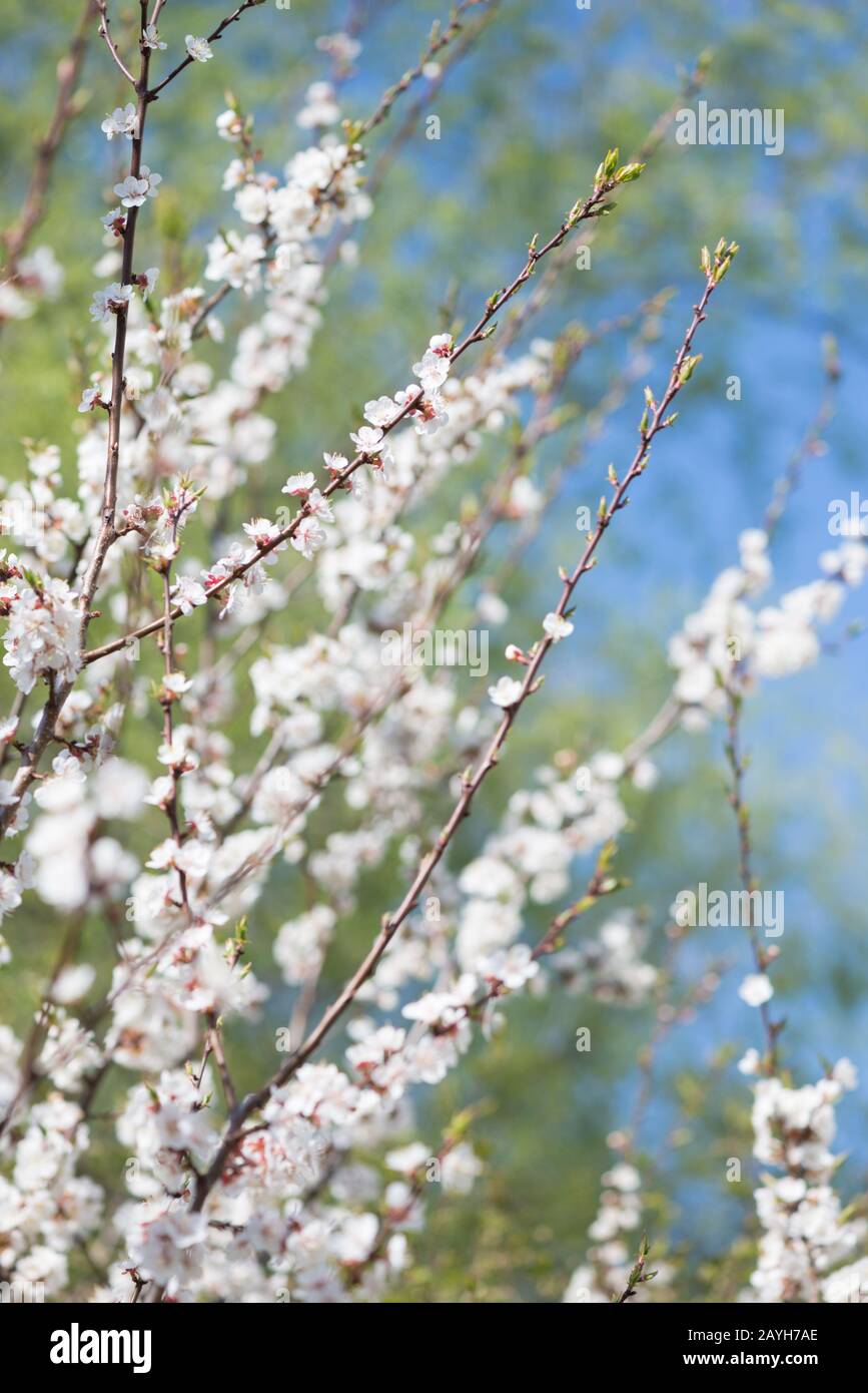 Rami primaverili di ciliegio in fiore con fiori bianchi sullo sfondo del verde primaverile e del cielo blu Foto Stock