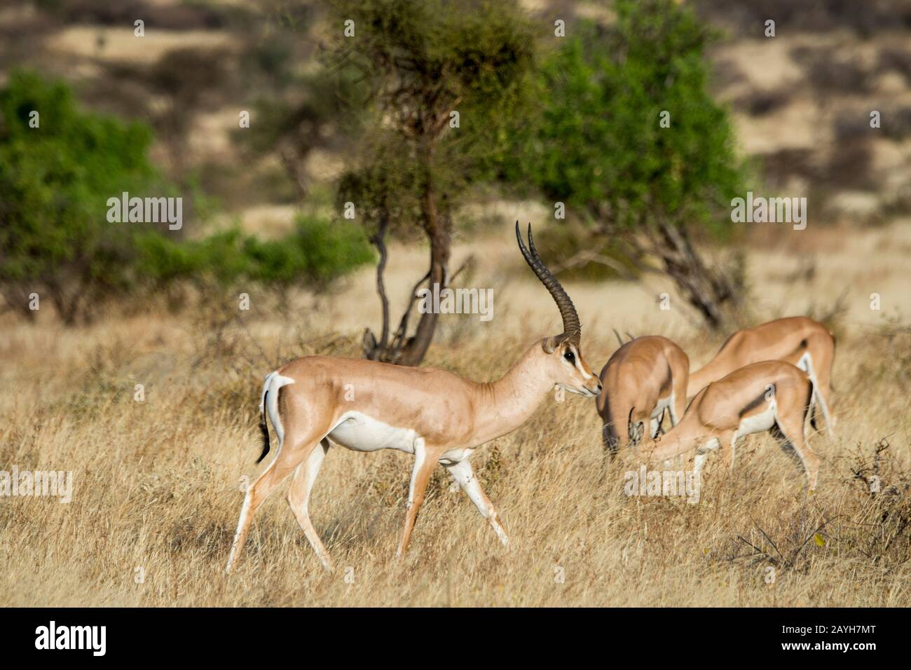 Concede gazzelle (Nanger granti) nella Riserva nazionale di Samburu in Kenya. Foto Stock