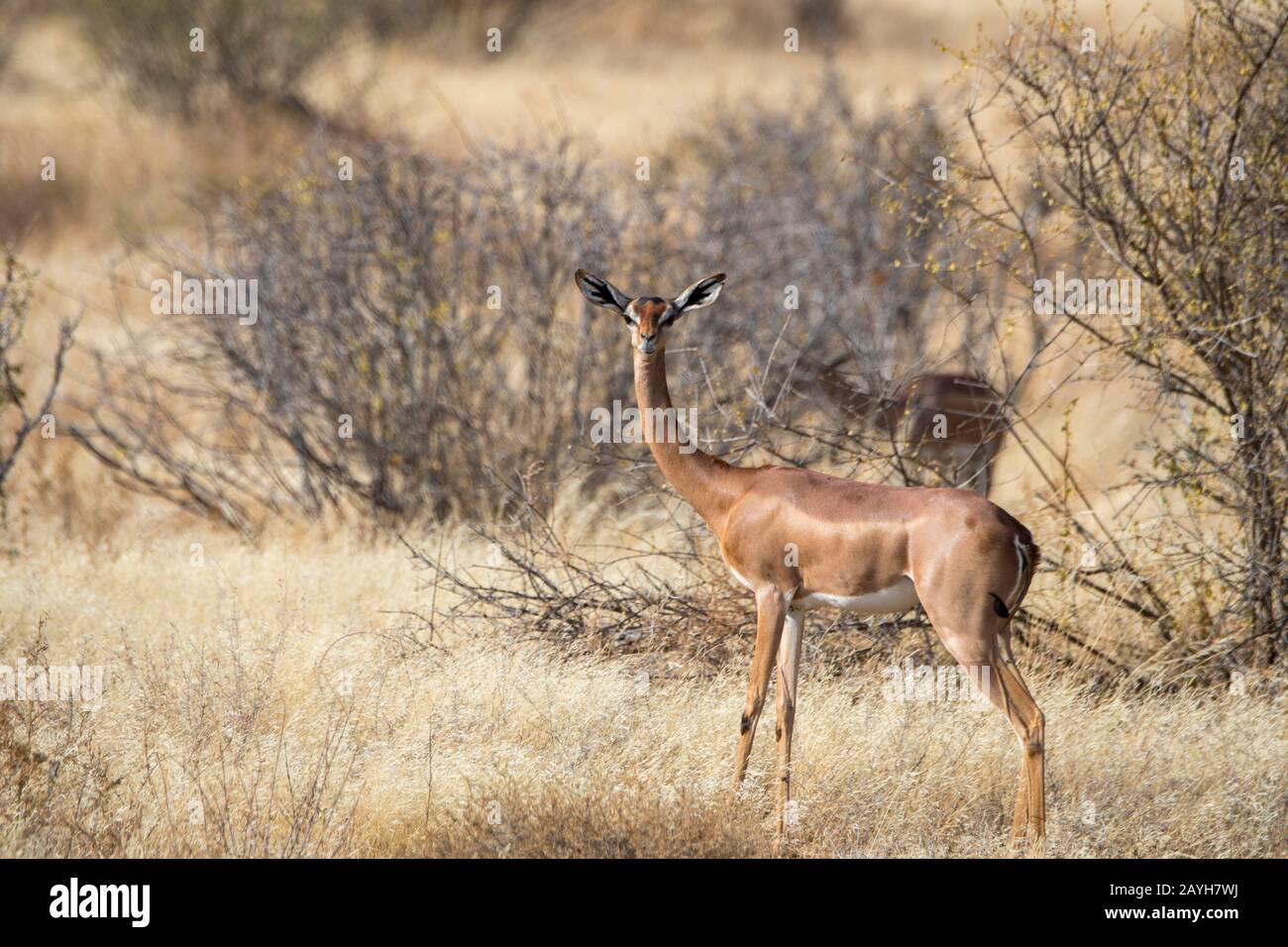 Una femmina Gerenuk (Litocranius walleri) nella Riserva Nazionale di Samburu in Kenya. Foto Stock