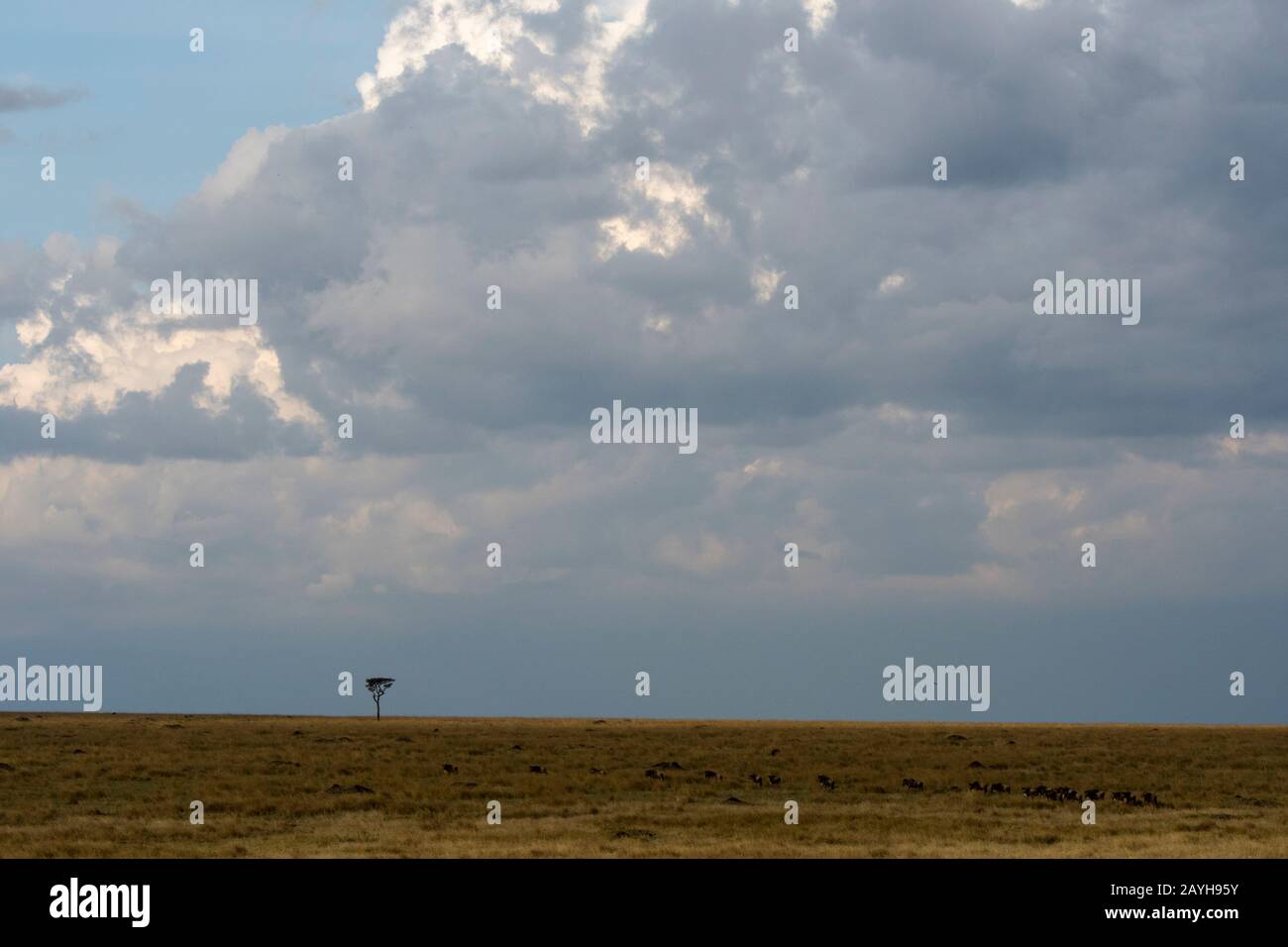 Malinfondenti sulle praterie Della Riserva Nazionale Masai Mara in Kenya. Foto Stock