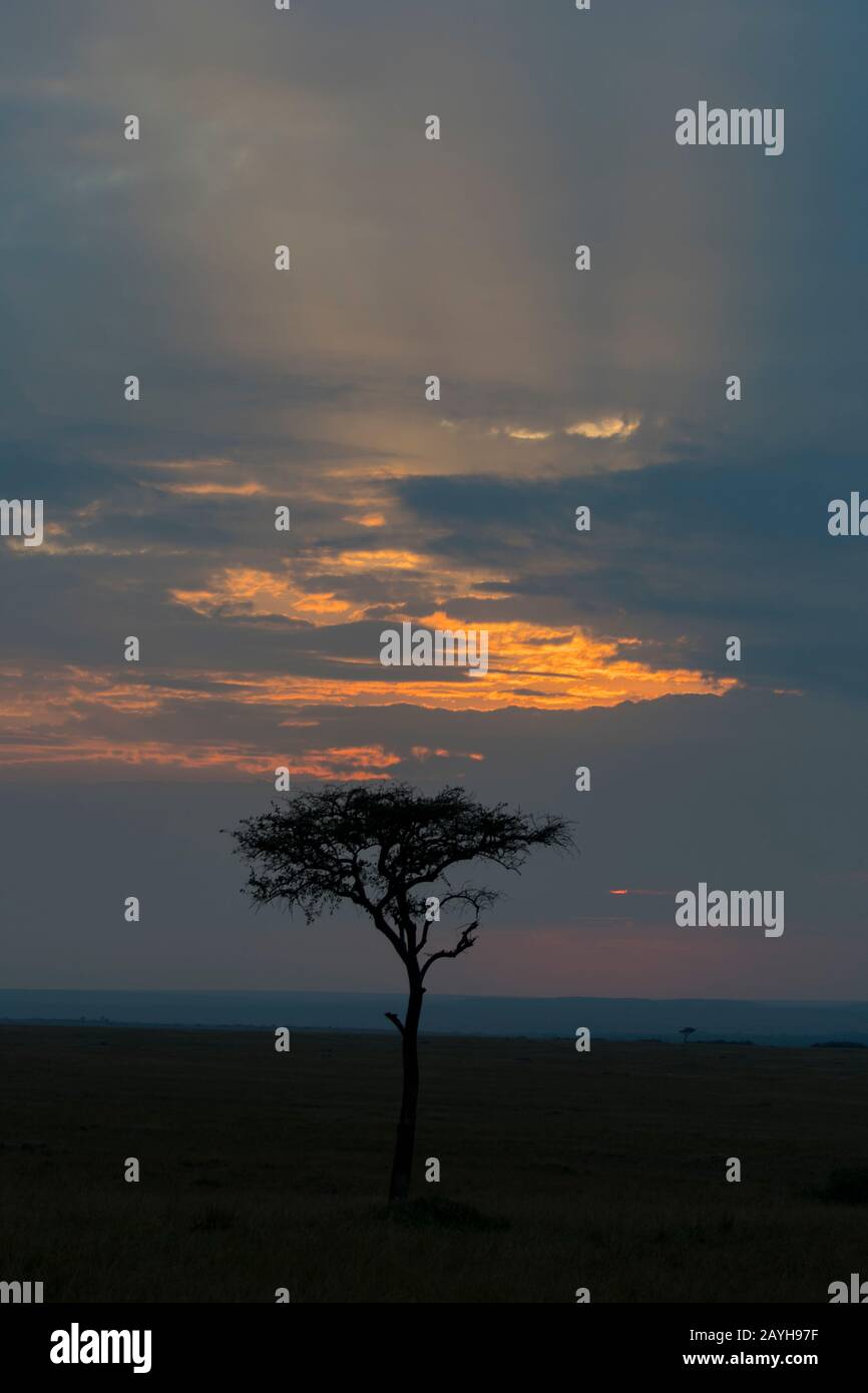 Albero silhouette al tramonto nella Riserva Nazionale Masai Mara in Kenya. Foto Stock