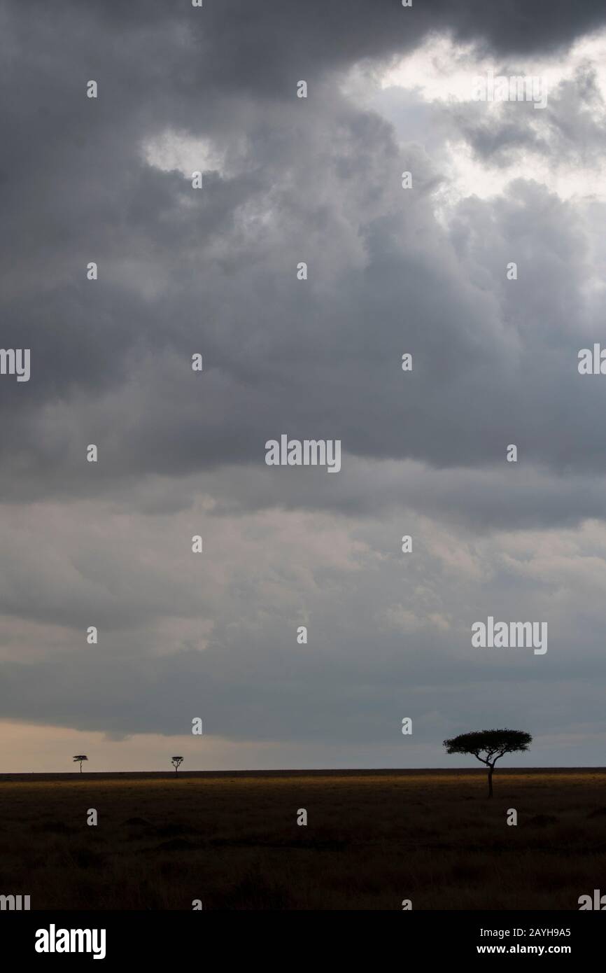 Malinfondenti sulle praterie Della Riserva Nazionale Masai Mara in Kenya. Foto Stock