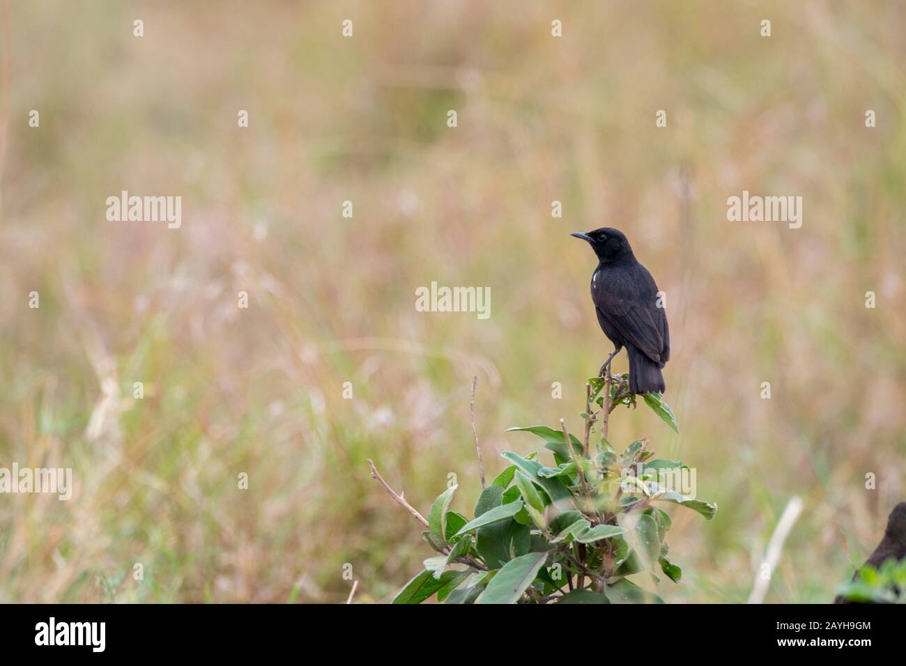 Una chiacchierata di sooty (Myrmecocichla nigra) nella Riserva nazionale di Masai Mara in Kenia. Foto Stock