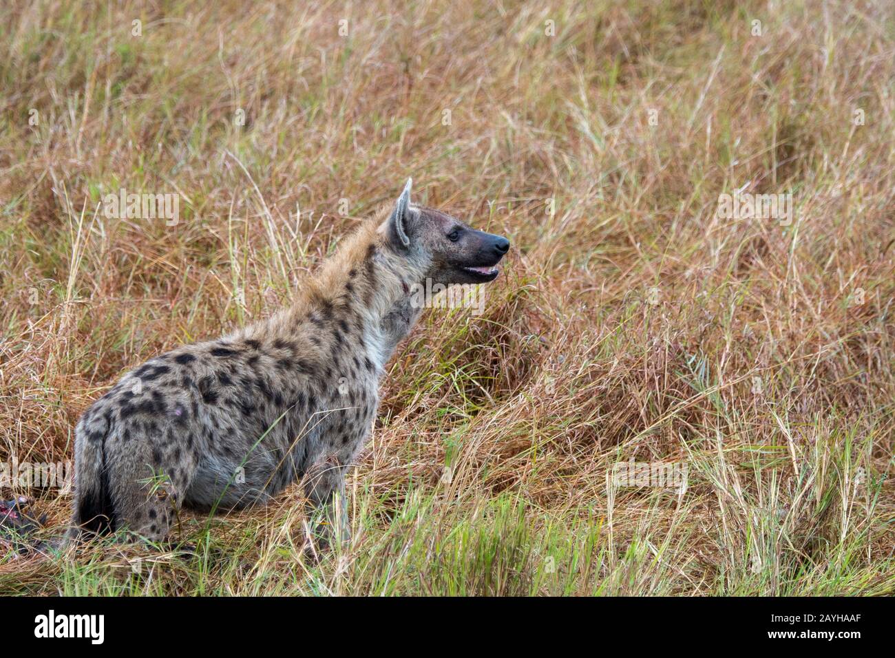 Un'iena maculata (Crocuta crocuta) nella Riserva Nazionale Masai Mara in Kenya. Foto Stock