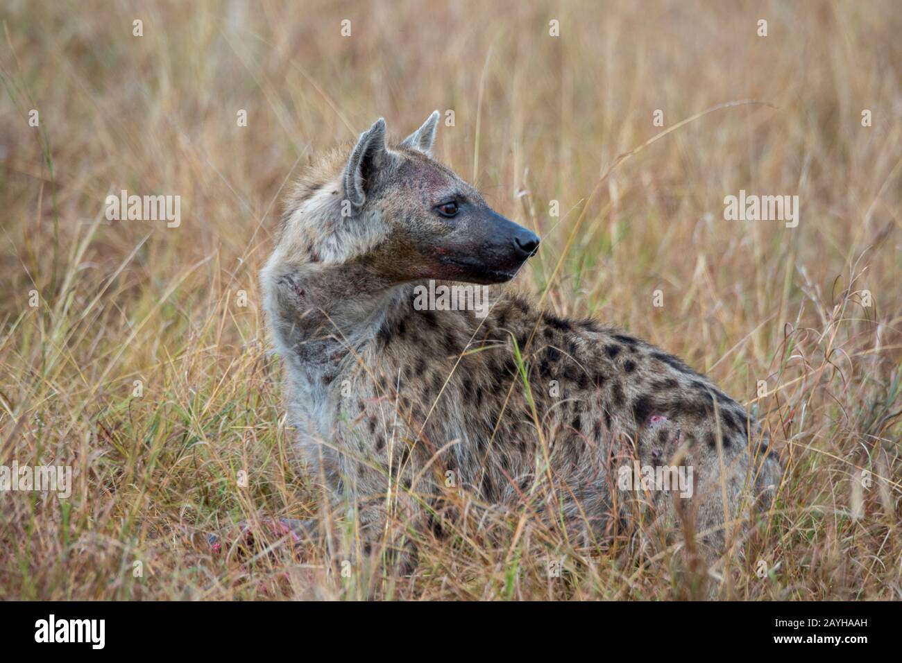 Un'iena maculata (Crocuta crocuta) nella Riserva Nazionale Masai Mara in Kenya. Foto Stock