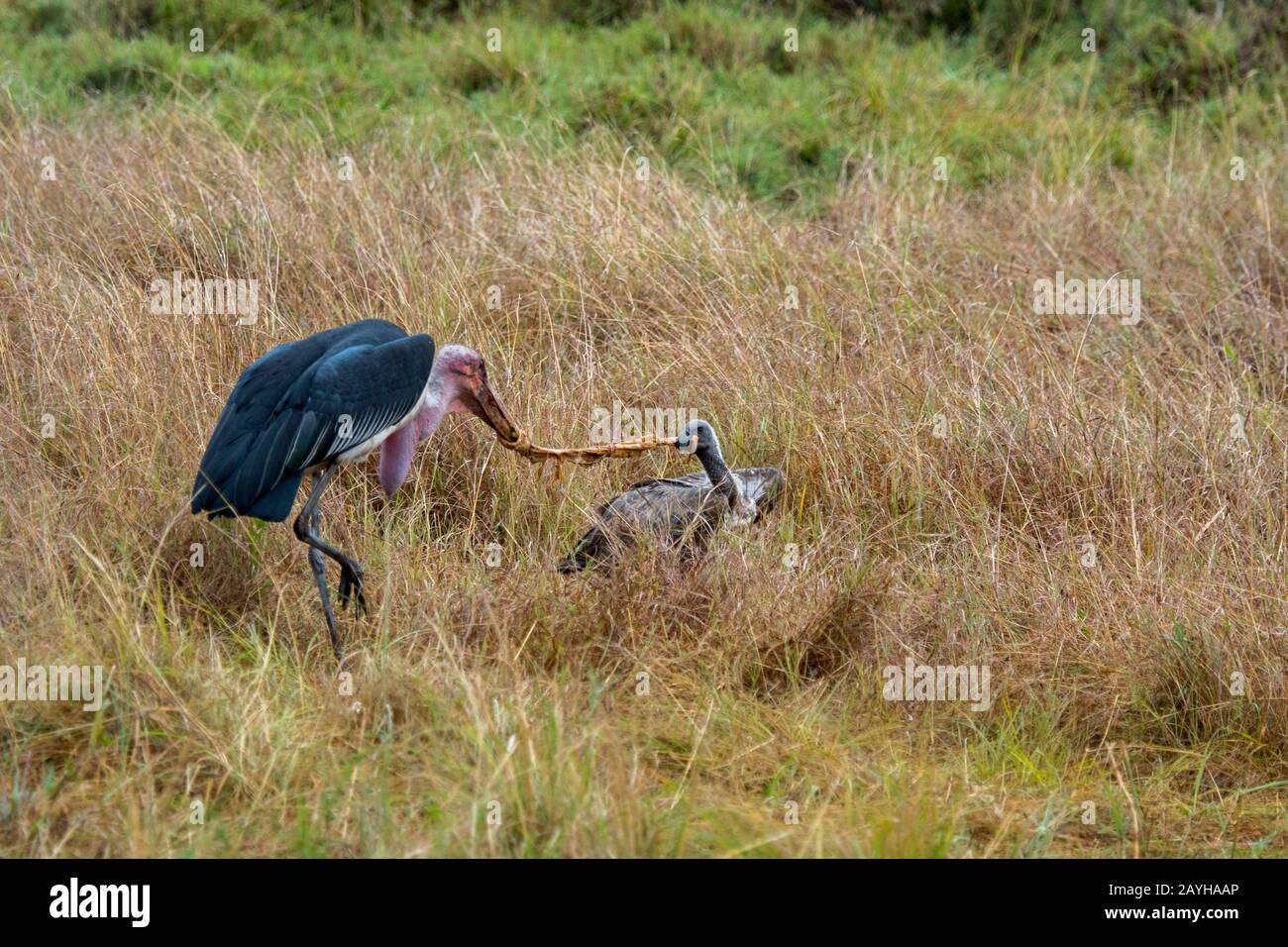Un Vulture a dorso di bianco (Gips africanus) e una cicogna marabou (Leptoptillos crumenifer) che combattono su un pezzo di un'immagine di un'immagine di un'immagine di un'imita (. Foto Stock