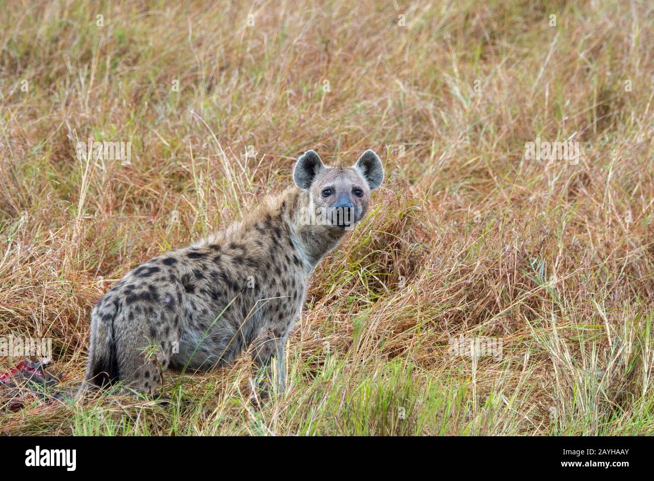 Un'iena maculata (Crocuta crocuta) nella Riserva Nazionale Masai Mara in Kenya. Foto Stock