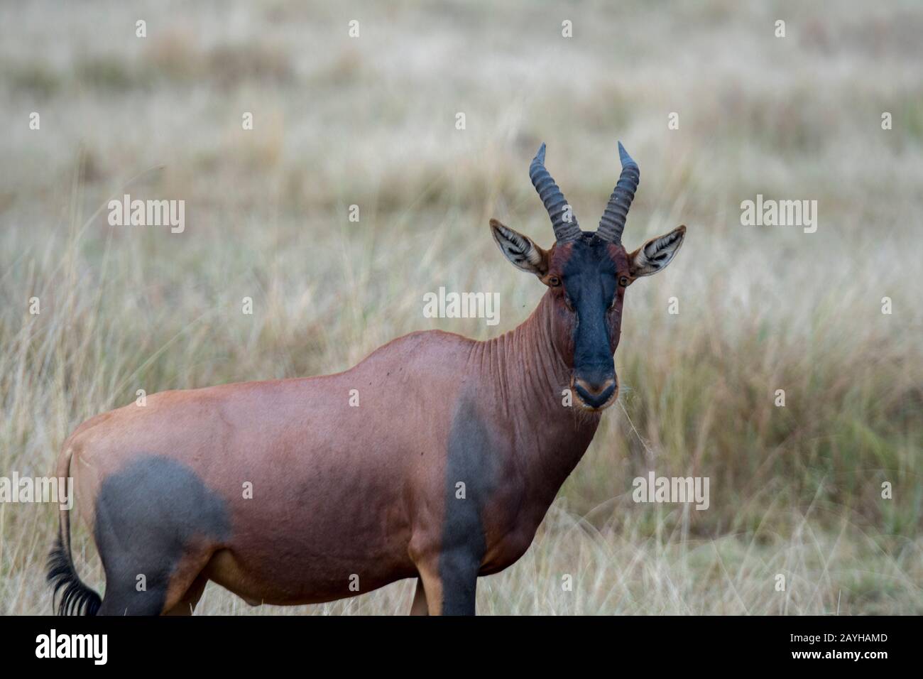 Un topi (Damaliscus korrigum) nella prateria Della Riserva Nazionale Masai Mara in Kenya. Foto Stock