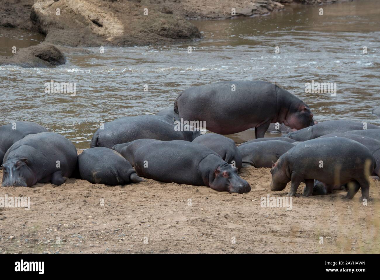 Una piscina o mandria di ippopotami (Hippopotamus anfibio) sulla riva del fiume Mara nella Riserva Nazionale Masai Mara in Kenya. Foto Stock