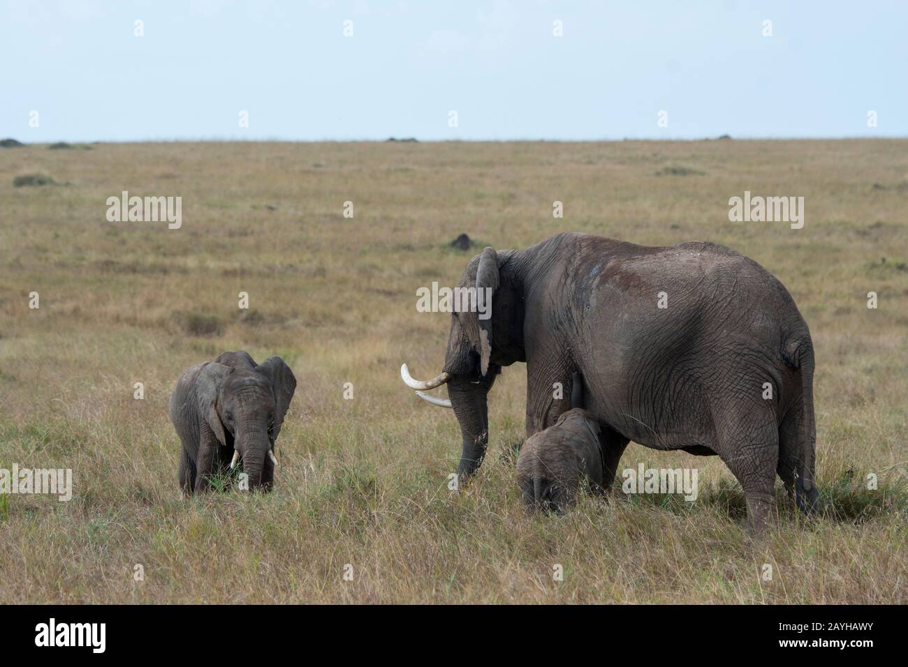 Elefante africano con bambini nelle praterie Della Riserva Nazionale Masai Mara in Kenya. Foto Stock