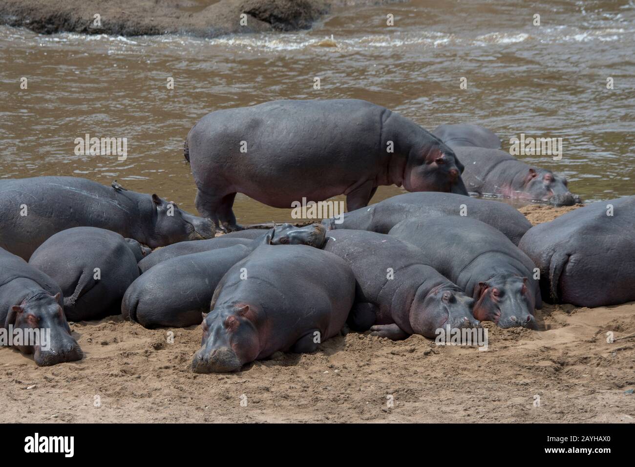 Una piscina o mandria di ippopotami (Hippopotamus anfibio) sulla riva del fiume Mara nella Riserva Nazionale Masai Mara in Kenya. Foto Stock
