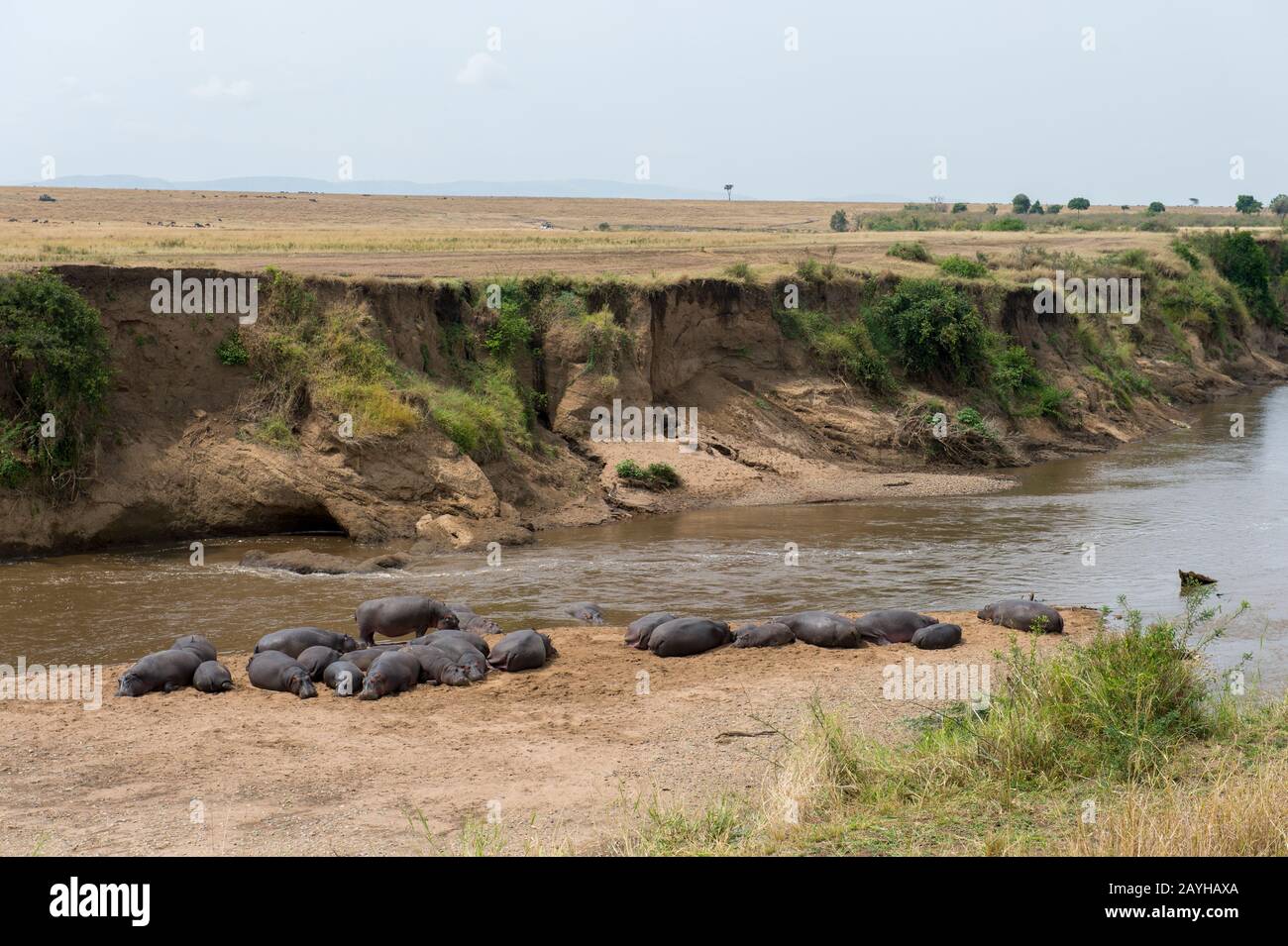 Una piscina o mandria di ippopotami (Hippopotamus anfibio) sulla riva del fiume Mara nella Riserva Nazionale Masai Mara in Kenya. Foto Stock
