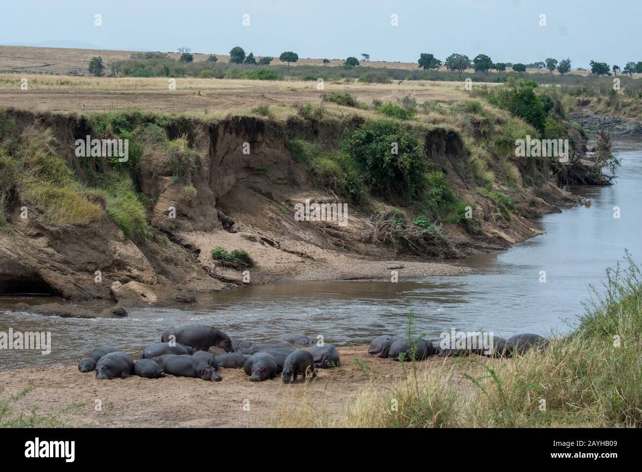 Una piscina o mandria di ippopotami (Hippopotamus anfibio) sulla riva del fiume Mara nella Riserva Nazionale Masai Mara in Kenya. Foto Stock
