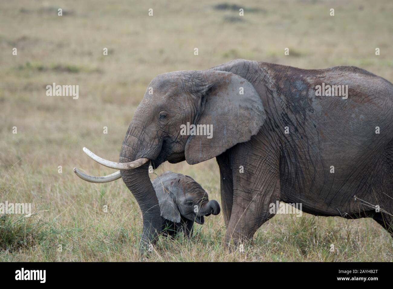 Elefante africano con un bambino nelle praterie Della Riserva Nazionale Masai Mara in Kenya. Foto Stock