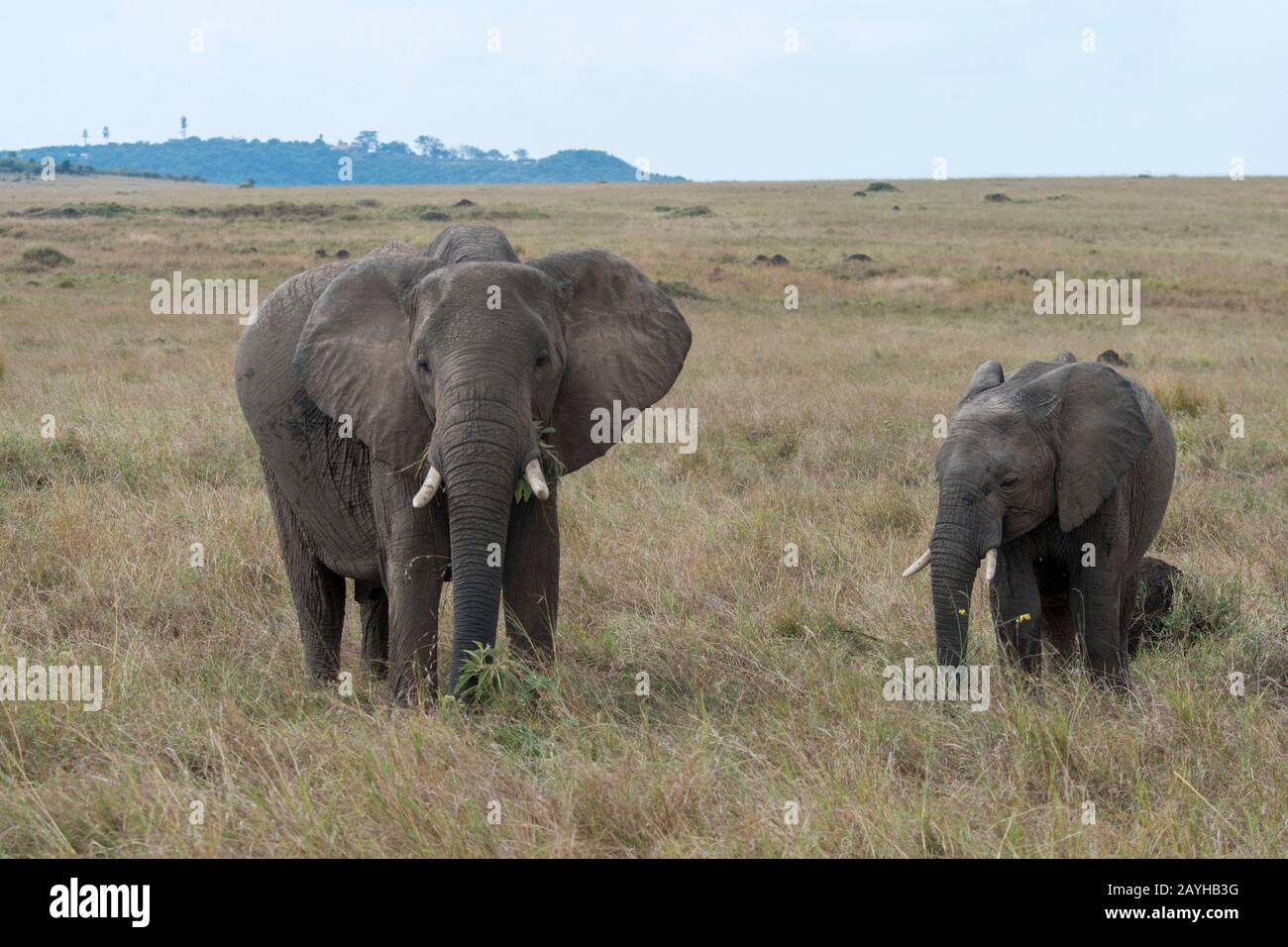 Elefanti africani (Loxodonta africana) nelle praterie Della Riserva Nazionale Masai Mara in Kenya. Foto Stock
