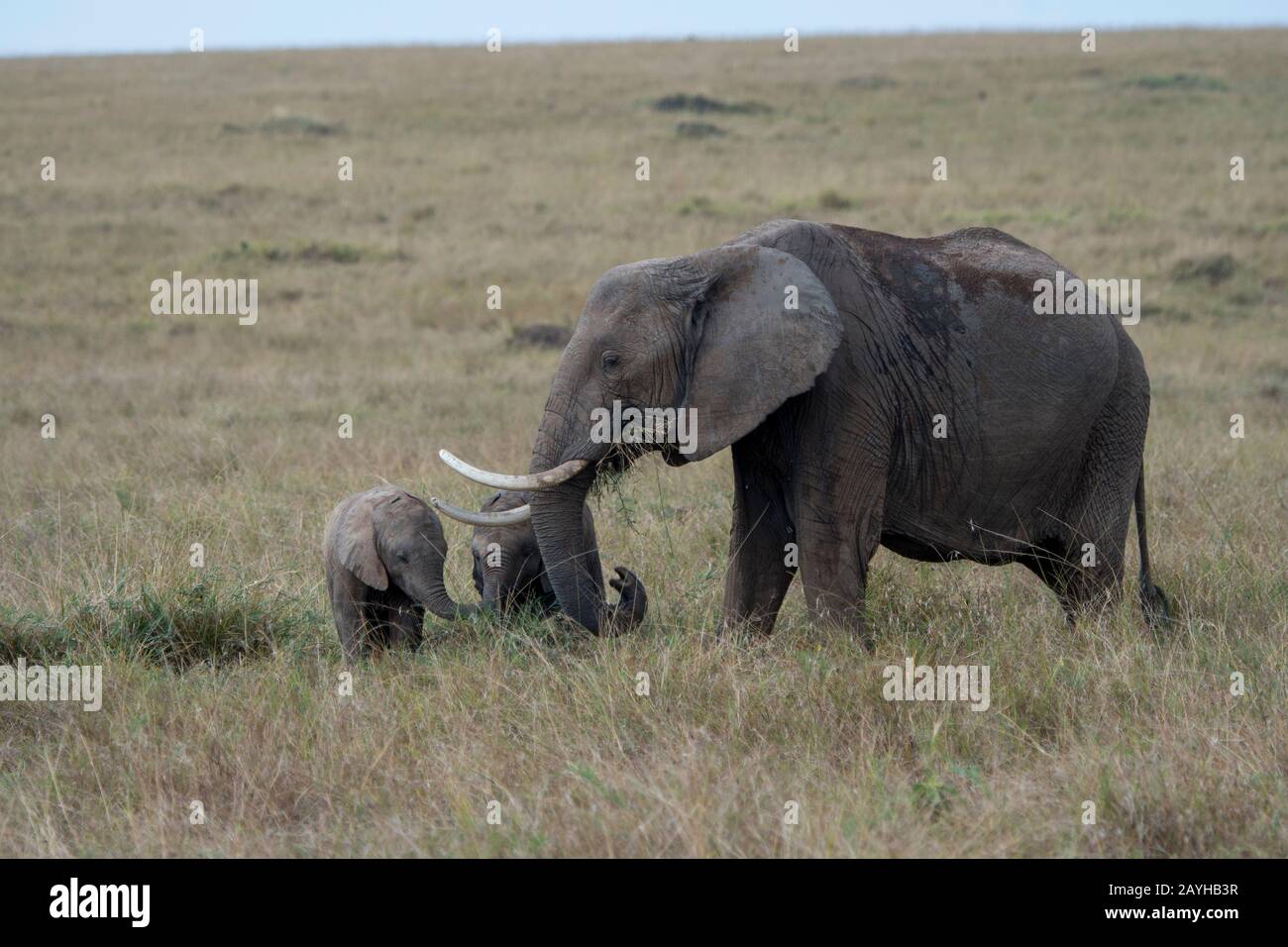 Elefante africano con bambini nelle praterie Della Riserva Nazionale Masai Mara in Kenya. Foto Stock