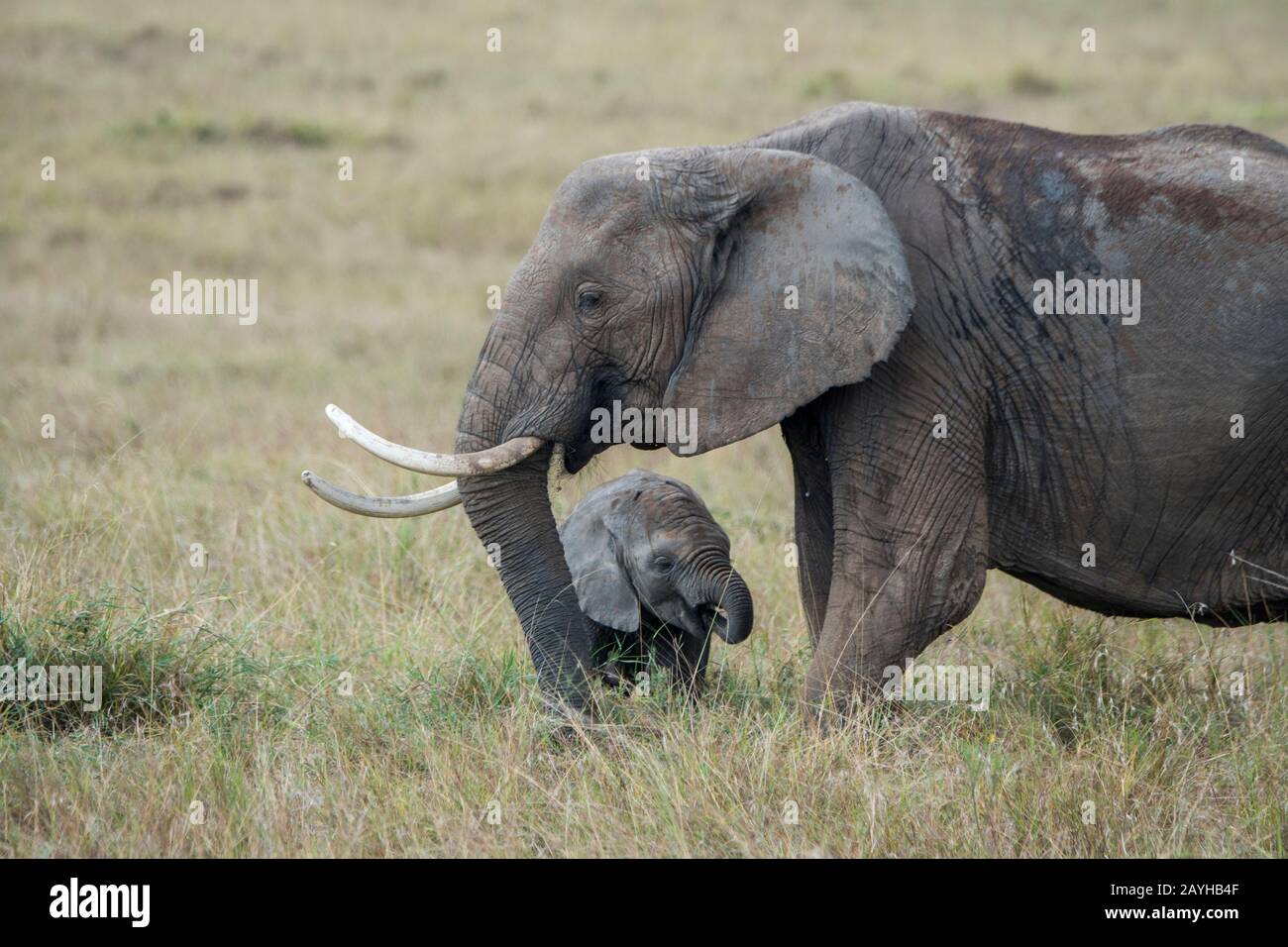 Elefante africano con un bambino nelle praterie Della Riserva Nazionale Masai Mara in Kenya. Foto Stock