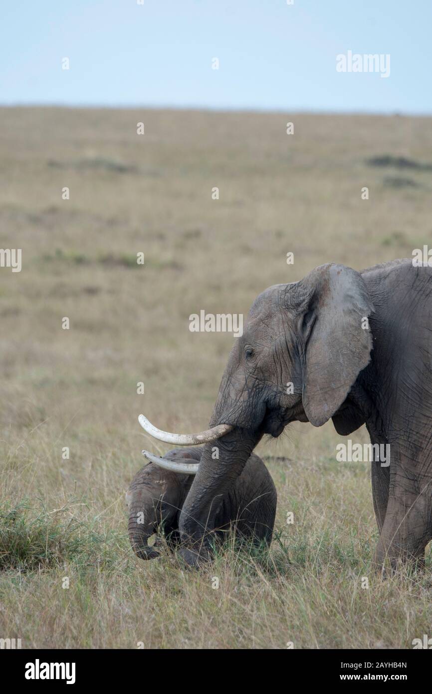 Elefante africano con un bambino nelle praterie Della Riserva Nazionale Masai Mara in Kenya. Foto Stock
