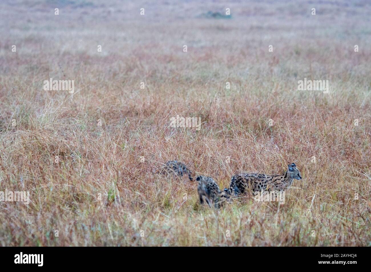 I gatti Serval (Leptailurus serval) camminano attraverso l'erba alta del Masai Mara in Kenya. Foto Stock