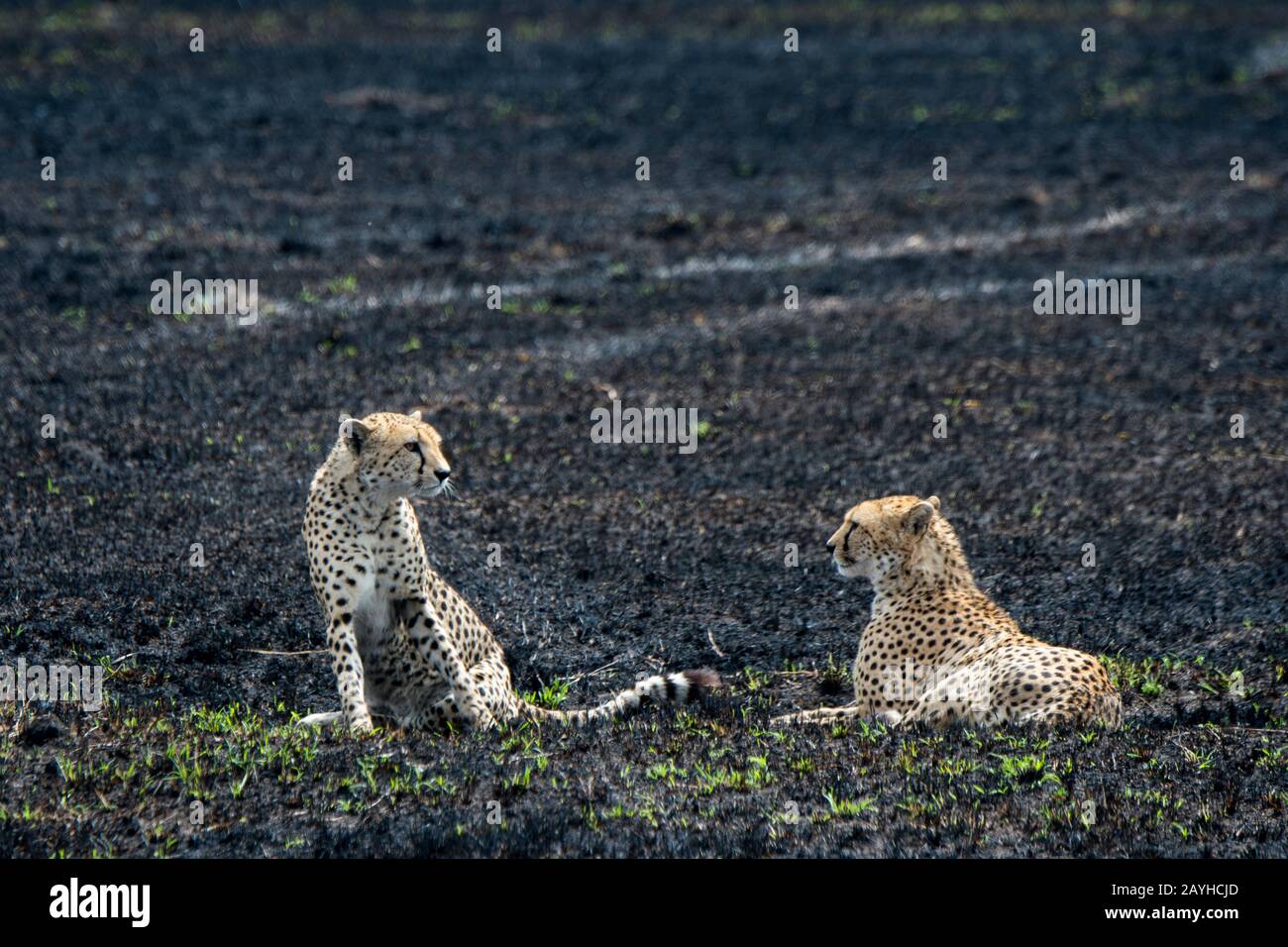 Due fratelli Cheetah (Acinonyx jubatus) riposano nella prateria bruciata della Riserva Nazionale Masai Mara in Kenya. Foto Stock Due fratelli Cheetah (Acinonyx jubatus) riposano nella prateria bruciata della Riserva Nazionale Masai Mara in Kenya. Foto Stock