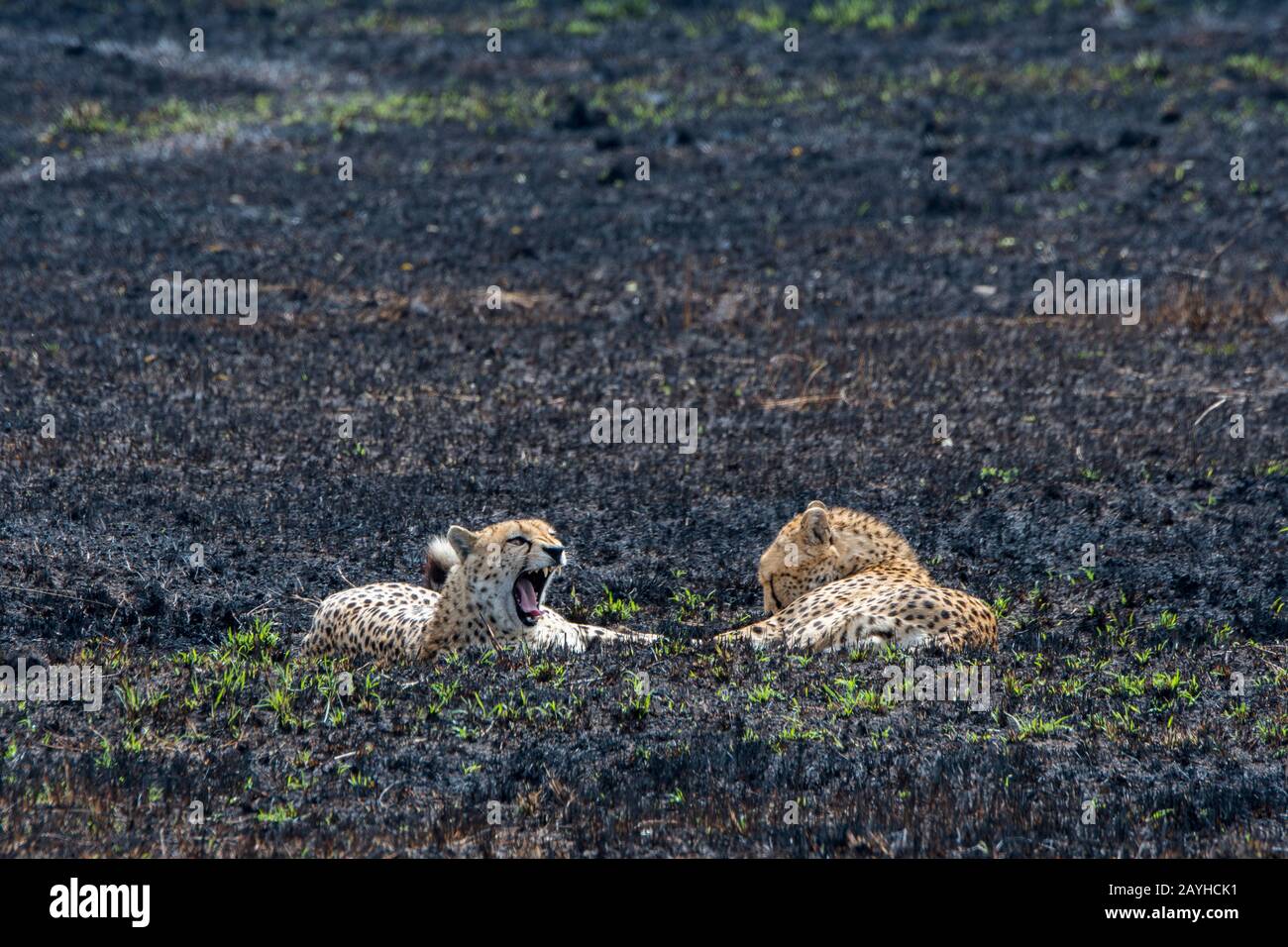 Due fratelli Cheetah (Acinonyx jubatus) riposano nella prateria bruciata della Riserva Nazionale Masai Mara in Kenya. Foto Stock Due fratelli Cheetah (Acinonyx jubatus) riposano nella prateria bruciata della Riserva Nazionale Masai Mara in Kenya. Foto Stock