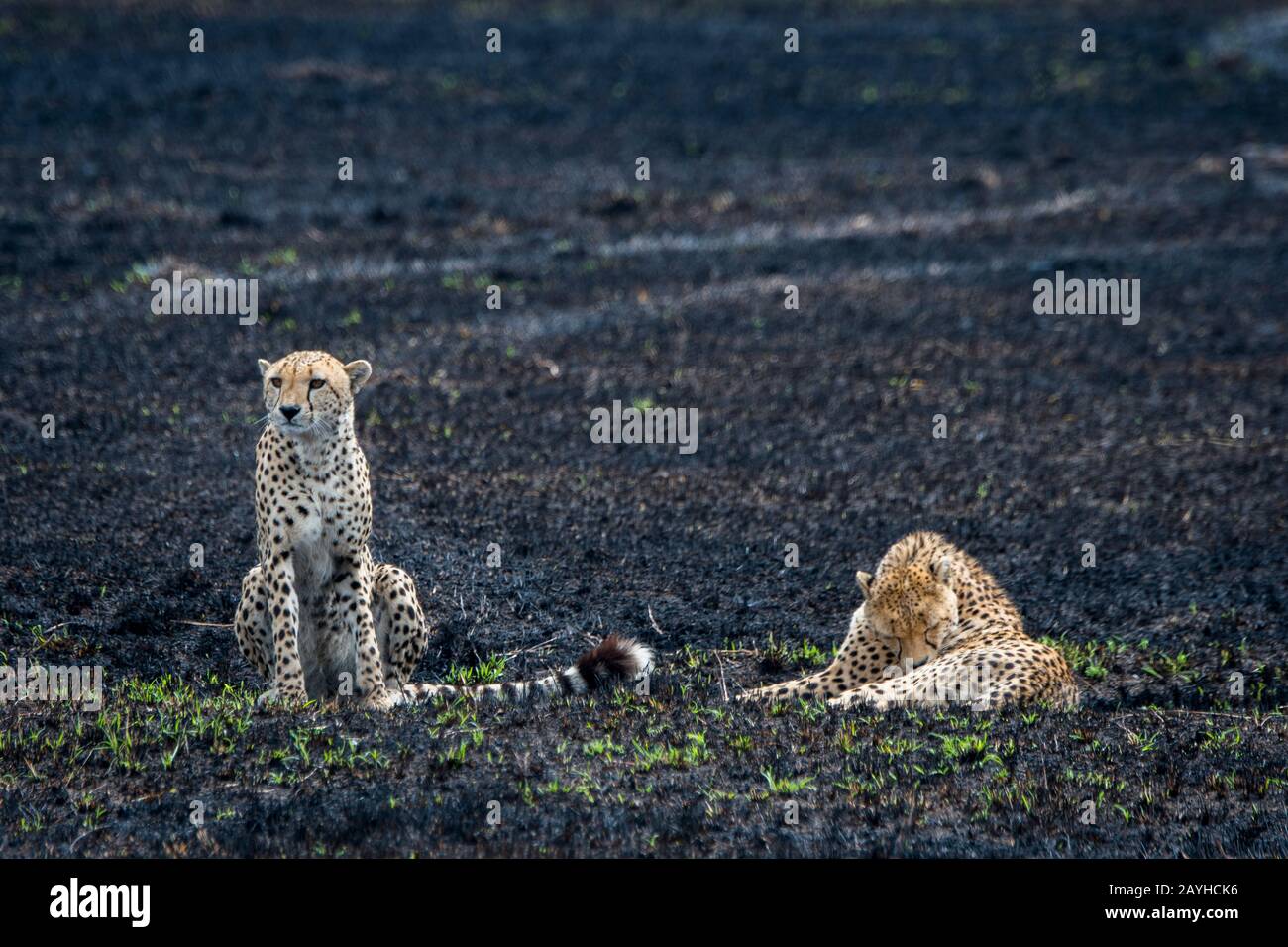 Due fratelli Cheetah (Acinonyx jubatus) riposano nella prateria bruciata della Riserva Nazionale Masai Mara in Kenya. Foto Stock Due fratelli Cheetah (Acinonyx jubatus) riposano nella prateria bruciata della Riserva Nazionale Masai Mara in Kenya. Foto Stock