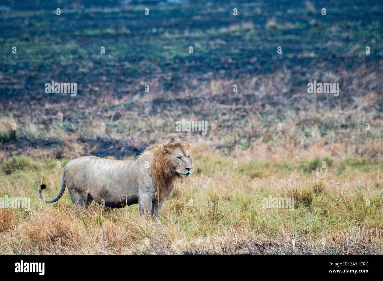 Un leone maschile (panthera leo) nella Riserva Nazionale Masai Mara in Kenya. Foto Stock