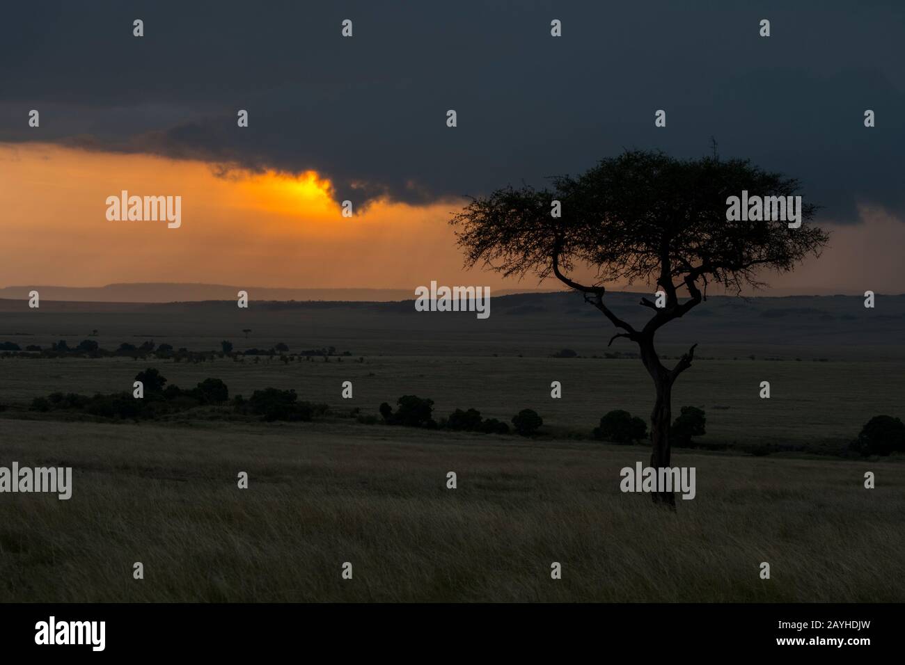 Alba con nuvole buie tempesta sopra la Riserva Nazionale Masai Mara in Kenya. Foto Stock