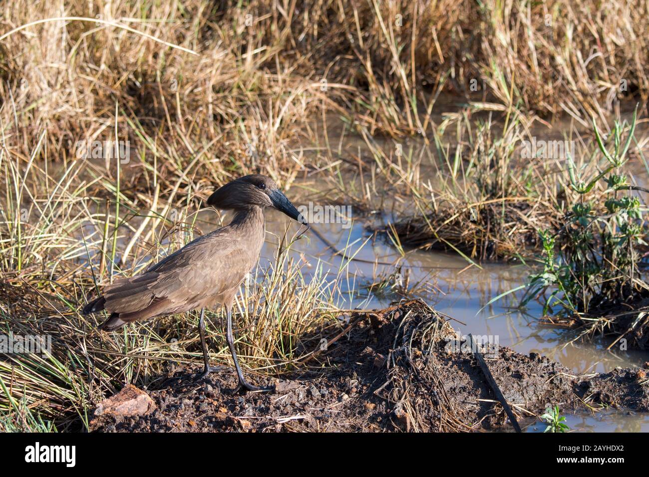 Un martello (Scopus umbretta) nelle praterie Della Riserva Nazionale Masai Mara in Kenya. Foto Stock