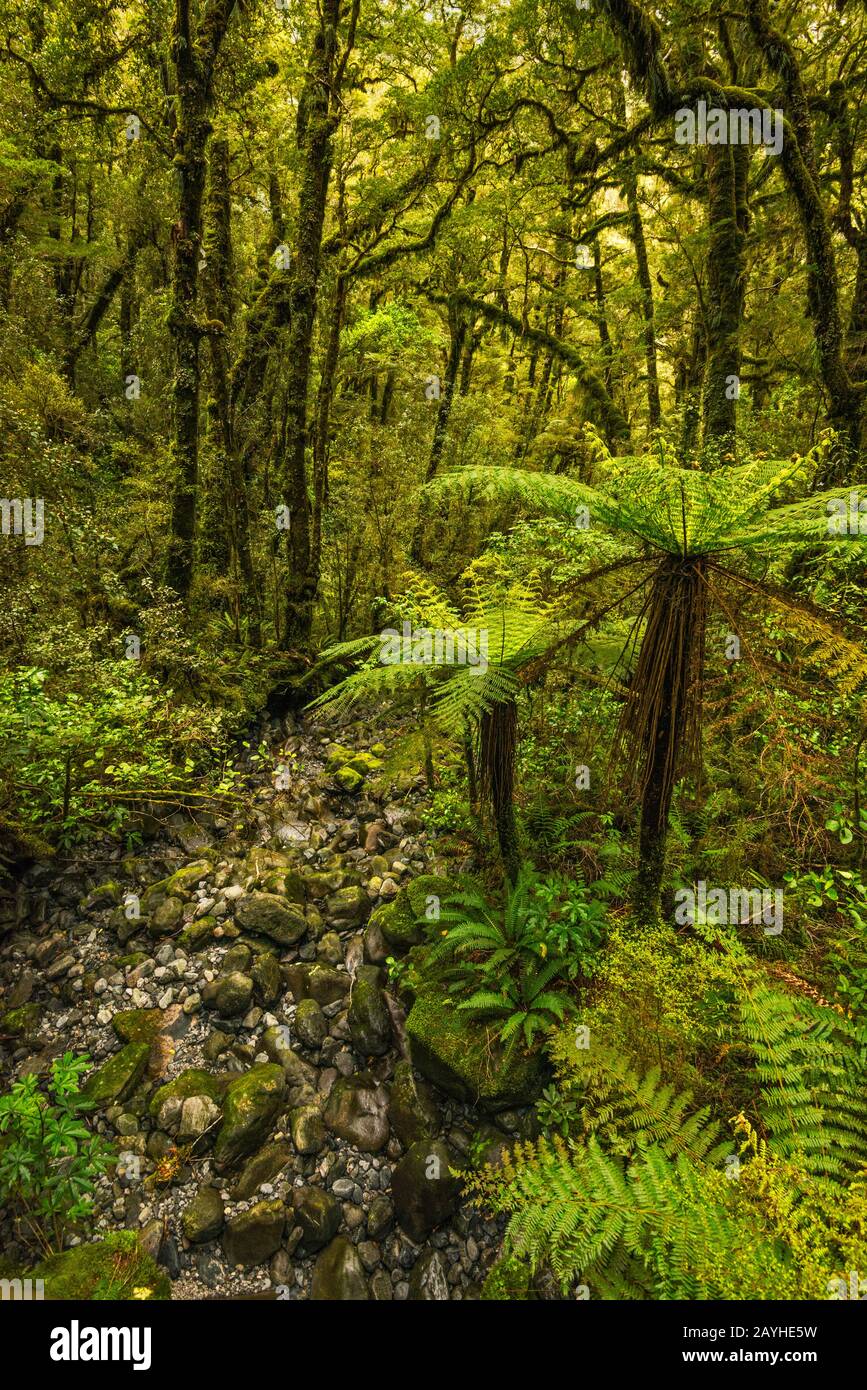 Felci A Chasm Walk, Fiordland National Park, Vicino Milford Sound, Regione Di Southland, South Island, Nuova Zelanda Foto Stock