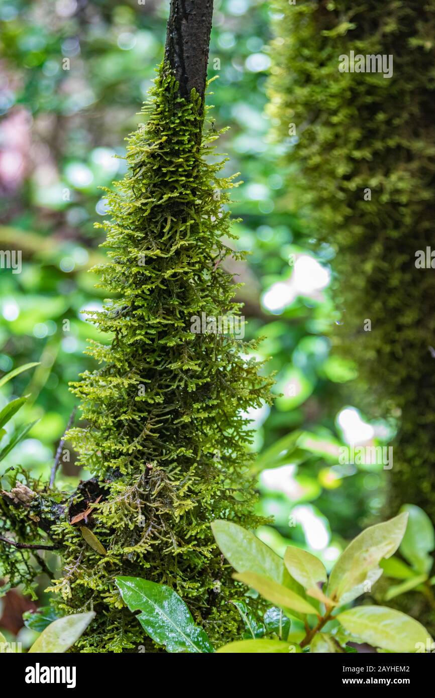 Messa a fuoco selettiva ravvicinata. Tronco secco del Canary Laurel coperto di folto muschio bagnato. Parco Nazionale Anaga, Tenerife, Spagna. Foto Stock