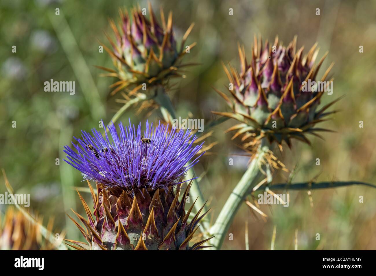 Il cardo. Bel fiore di viola canarian thistle con api su di esso di close-up. Fioritura thistle o cardo. Cynara cardunculus, alcachofa silves Foto Stock