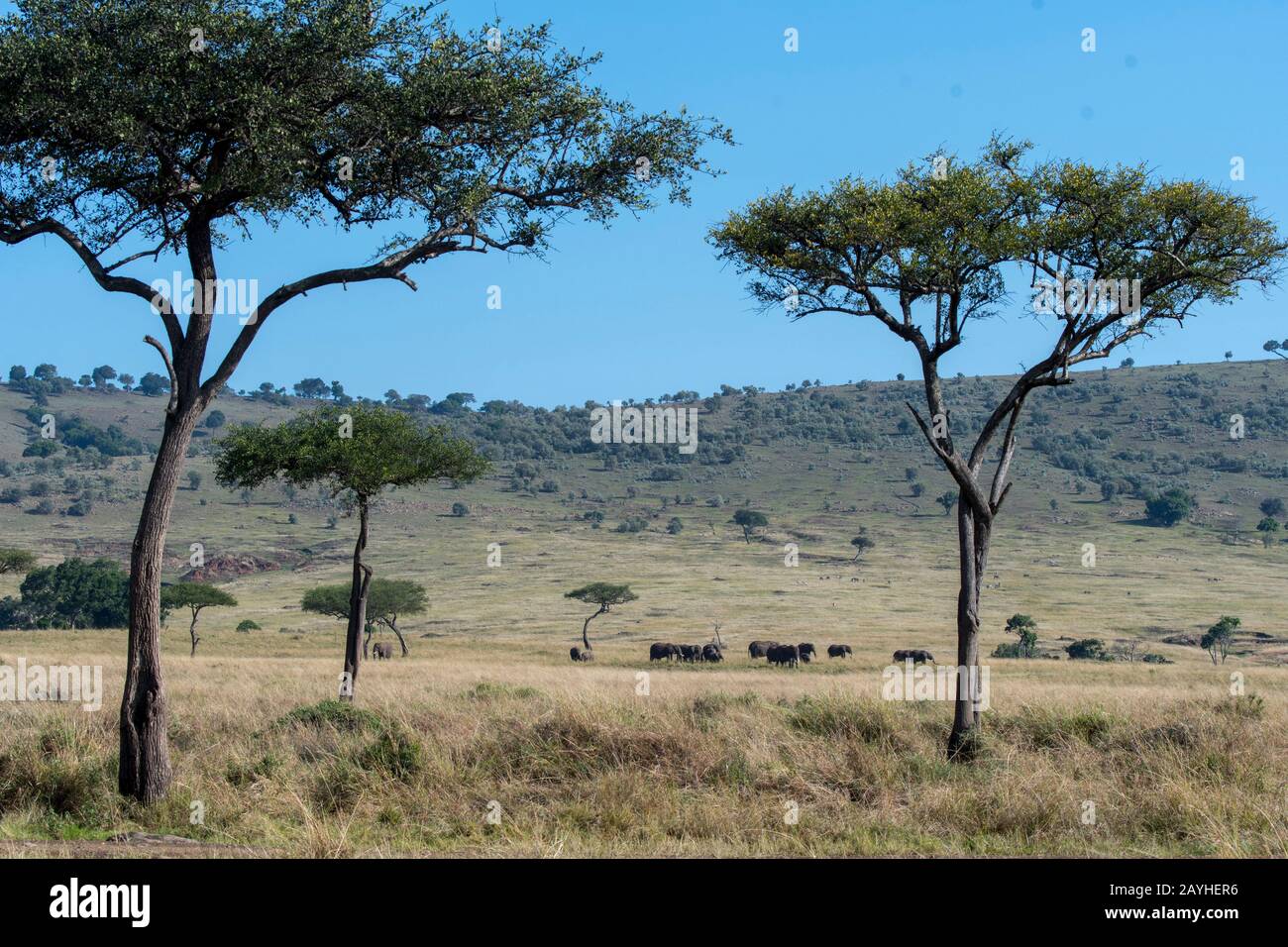 Una mandria di elefanti è a piedi attraverso le praterie della Riserva Nazionale Masai Mara in Kenya. Foto Stock