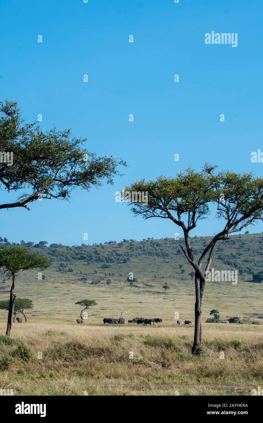 Una mandria di elefanti è a piedi attraverso le praterie della Riserva Nazionale Masai Mara in Kenya. Foto Stock