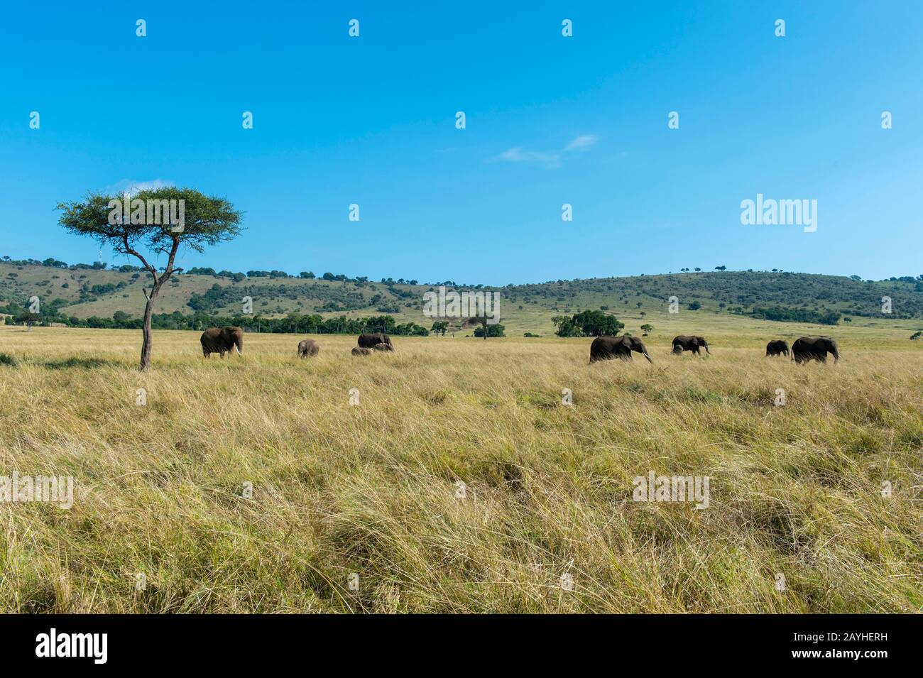 Una mandria di elefanti è a piedi attraverso le praterie della Riserva Nazionale Masai Mara in Kenya. Foto Stock
