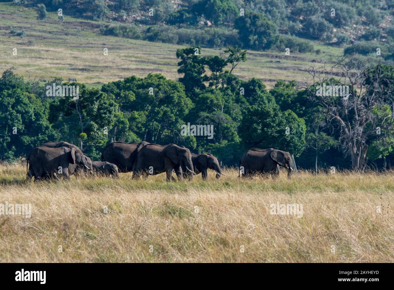 Una mandria di elefanti è a piedi attraverso le praterie della Riserva Nazionale Masai Mara in Kenya. Foto Stock