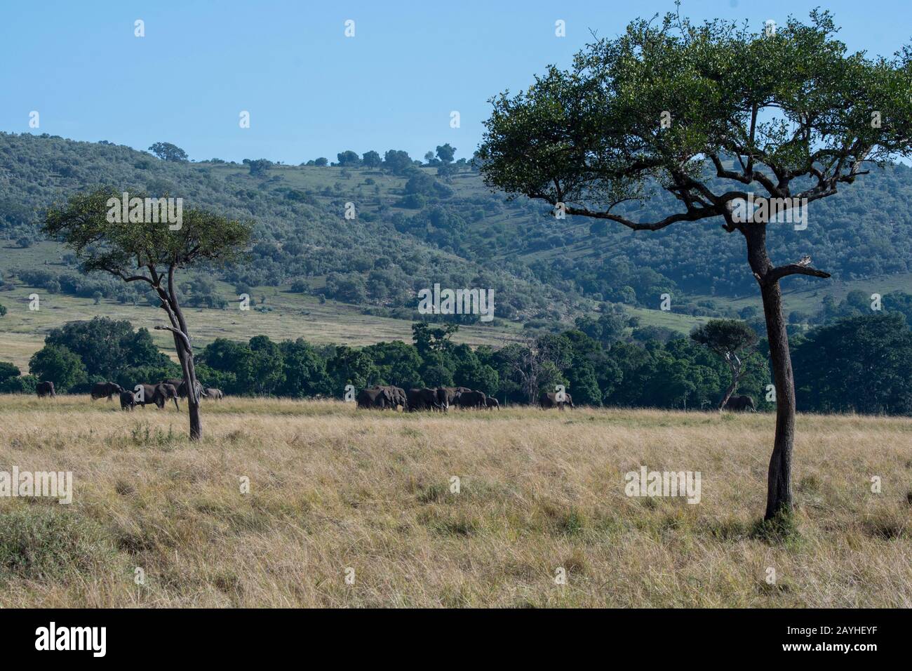 Una mandria di elefanti è a piedi attraverso le praterie della Riserva Nazionale Masai Mara in Kenya. Foto Stock