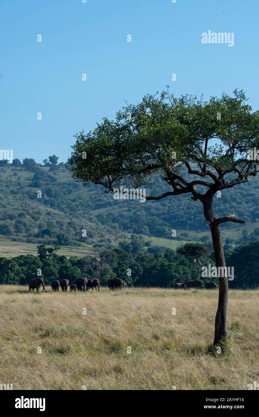Una mandria di elefanti è a piedi attraverso le praterie della Riserva Nazionale Masai Mara in Kenya. Foto Stock