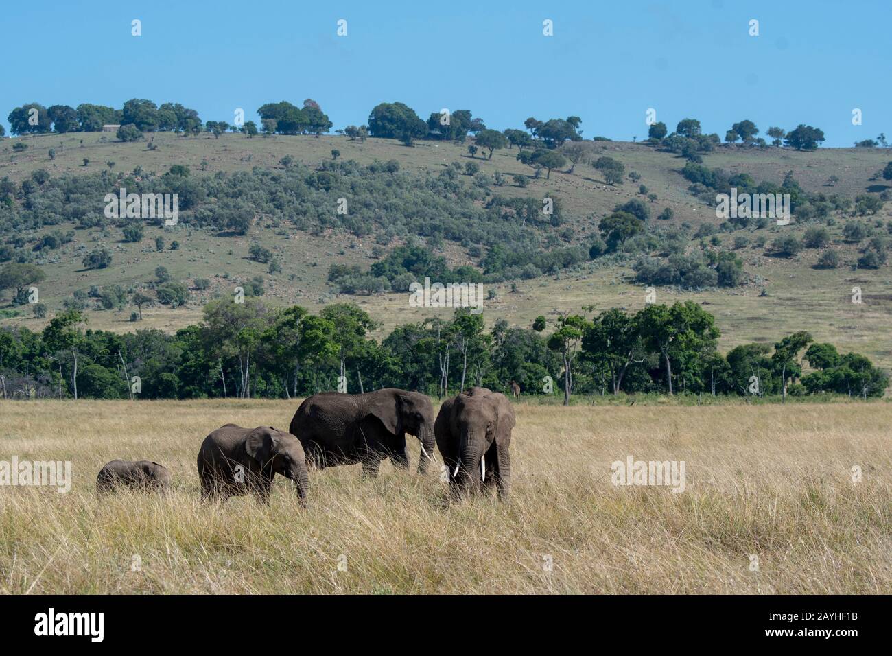 Una mandria di elefanti è a piedi attraverso le praterie della Riserva Nazionale Masai Mara in Kenya. Foto Stock