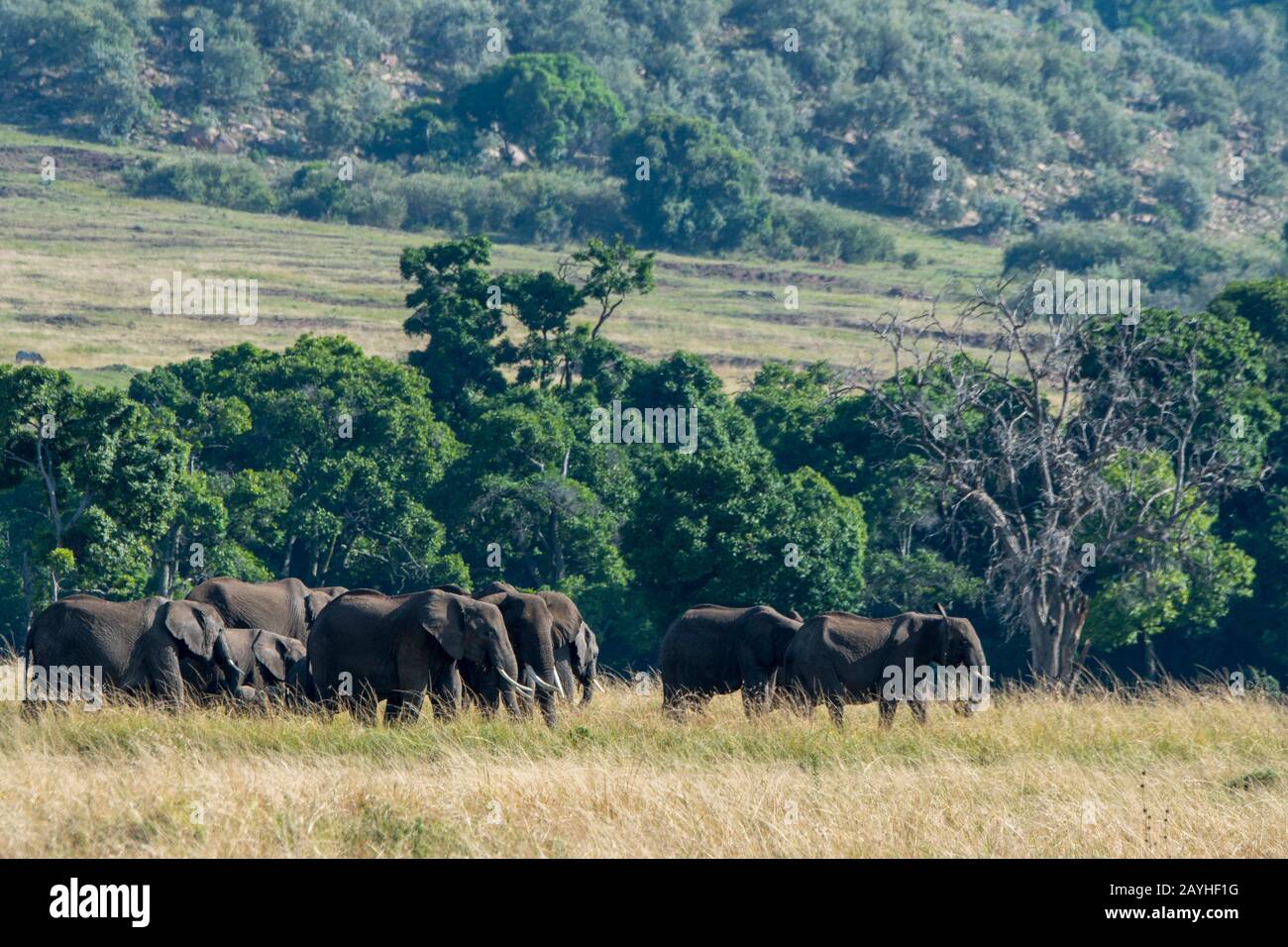 Una mandria di elefanti è a piedi attraverso le praterie della Riserva Nazionale Masai Mara in Kenya. Foto Stock