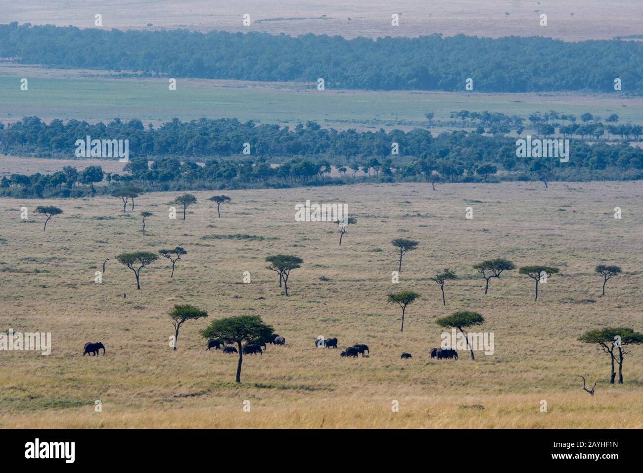 Una mandria di elefanti è a piedi attraverso le praterie della Riserva Nazionale Masai Mara in Kenya. Foto Stock