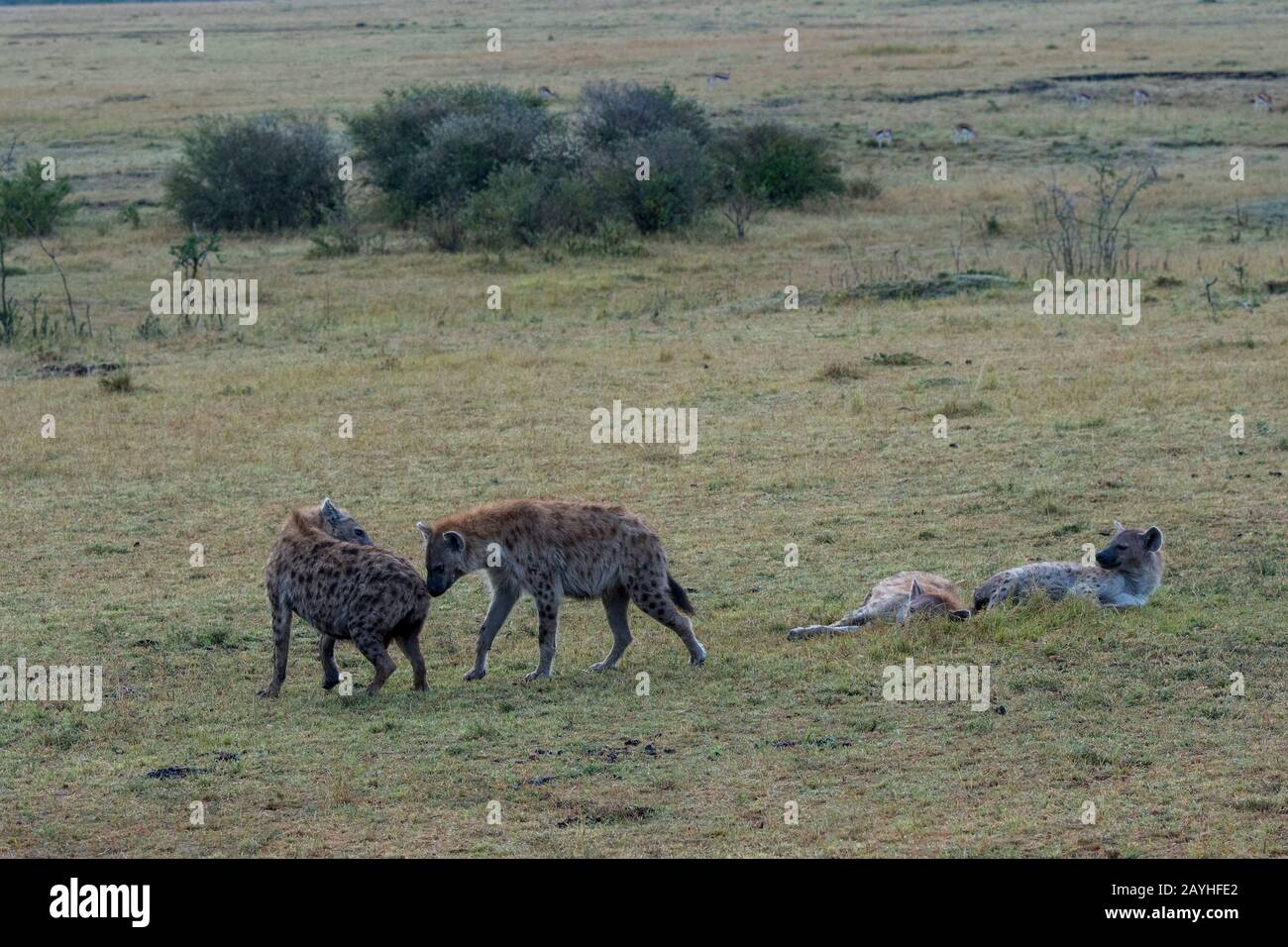 Arene maculate (Crocuta crocuta) nella prateria Della Riserva Nazionale Masai Mara in Kenya. Foto Stock