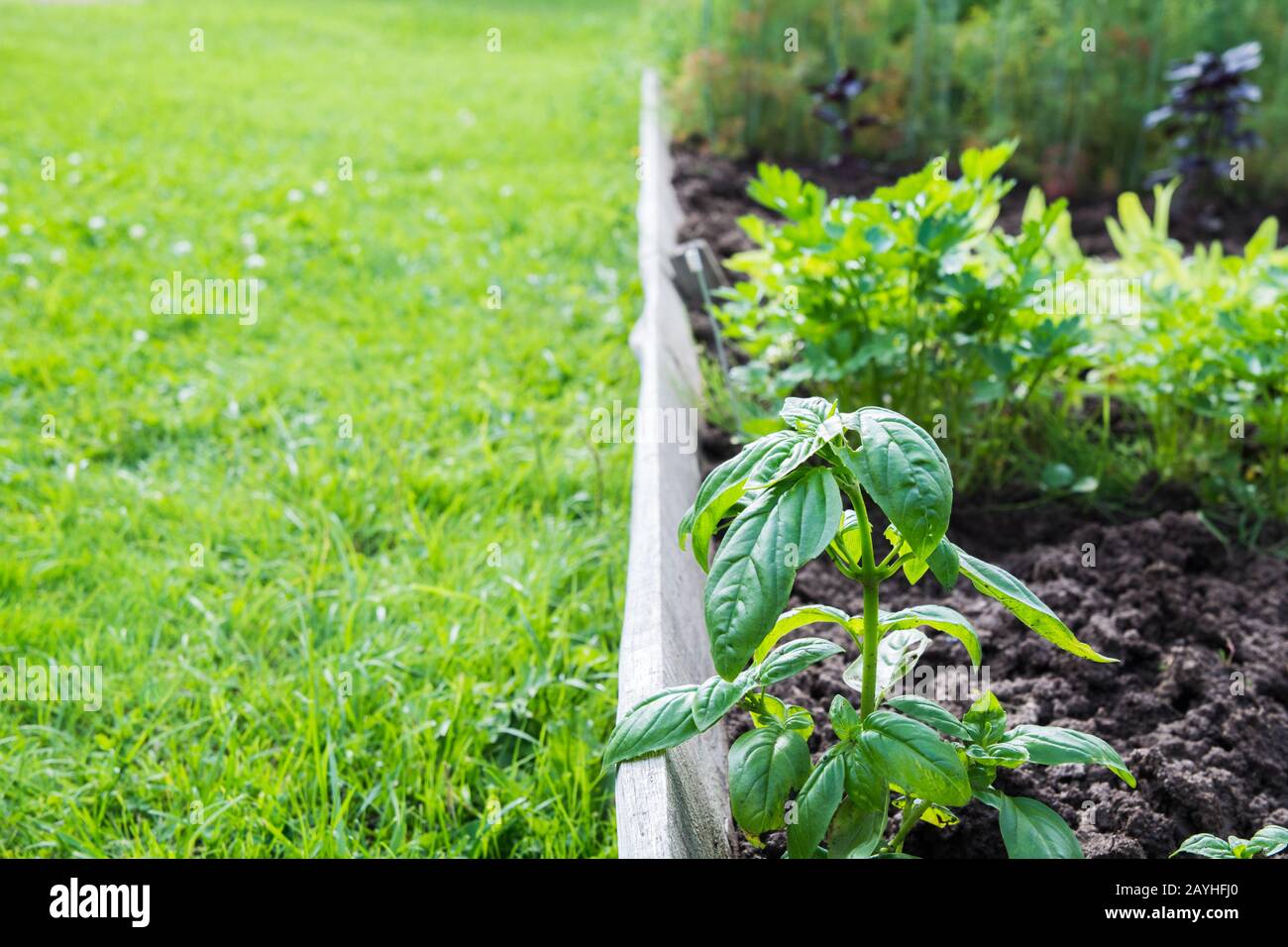 Basilico, verdure e verdi letti da giardino. Giardinaggio. Hobby estivo. Primo Aggiornamento. Verdure Fresche all'aperto Foto Stock