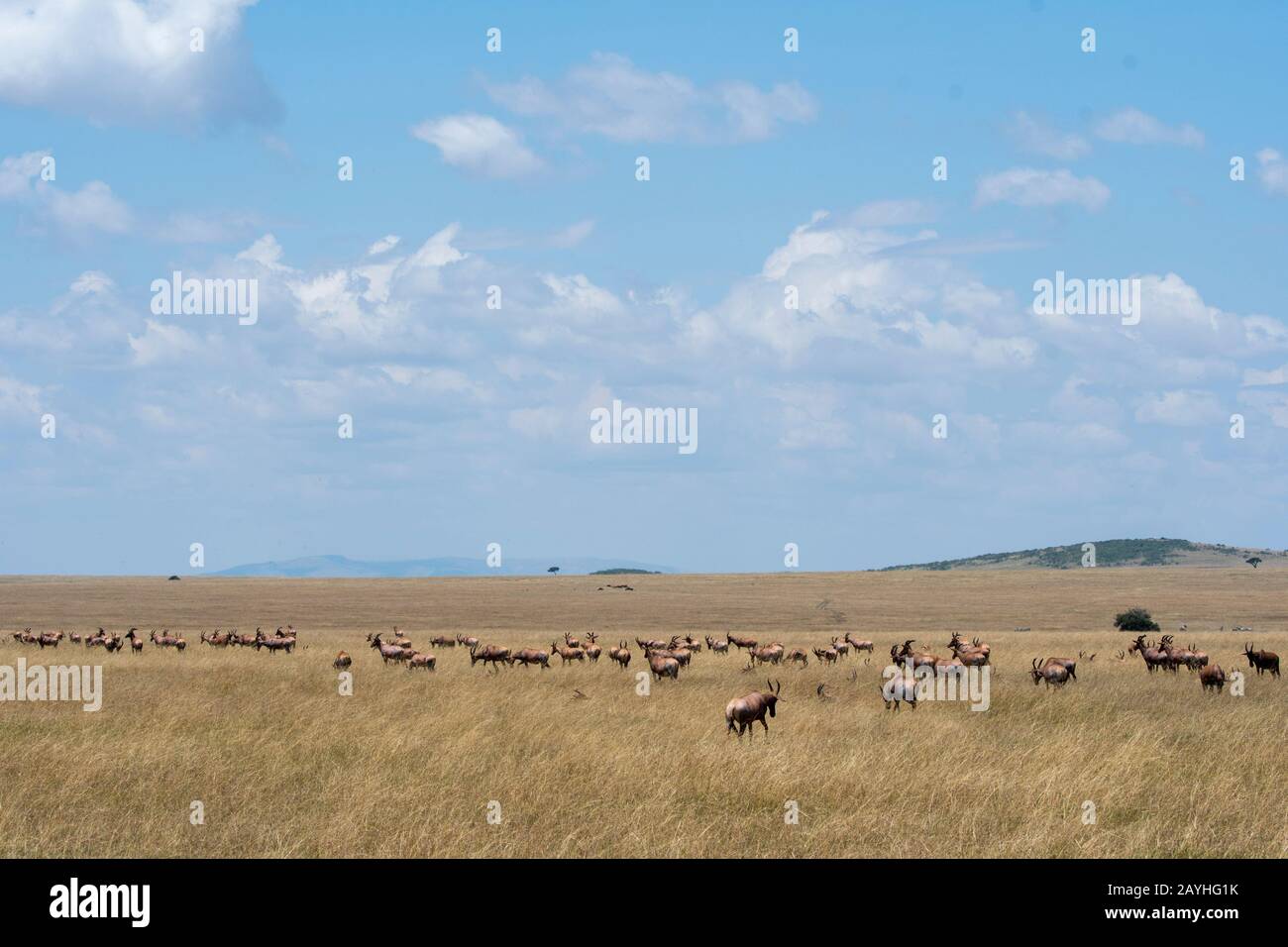 Topis (Damaliscus korrigum) nella prateria Della Riserva Nazionale Masai Mara in Kenya. Foto Stock