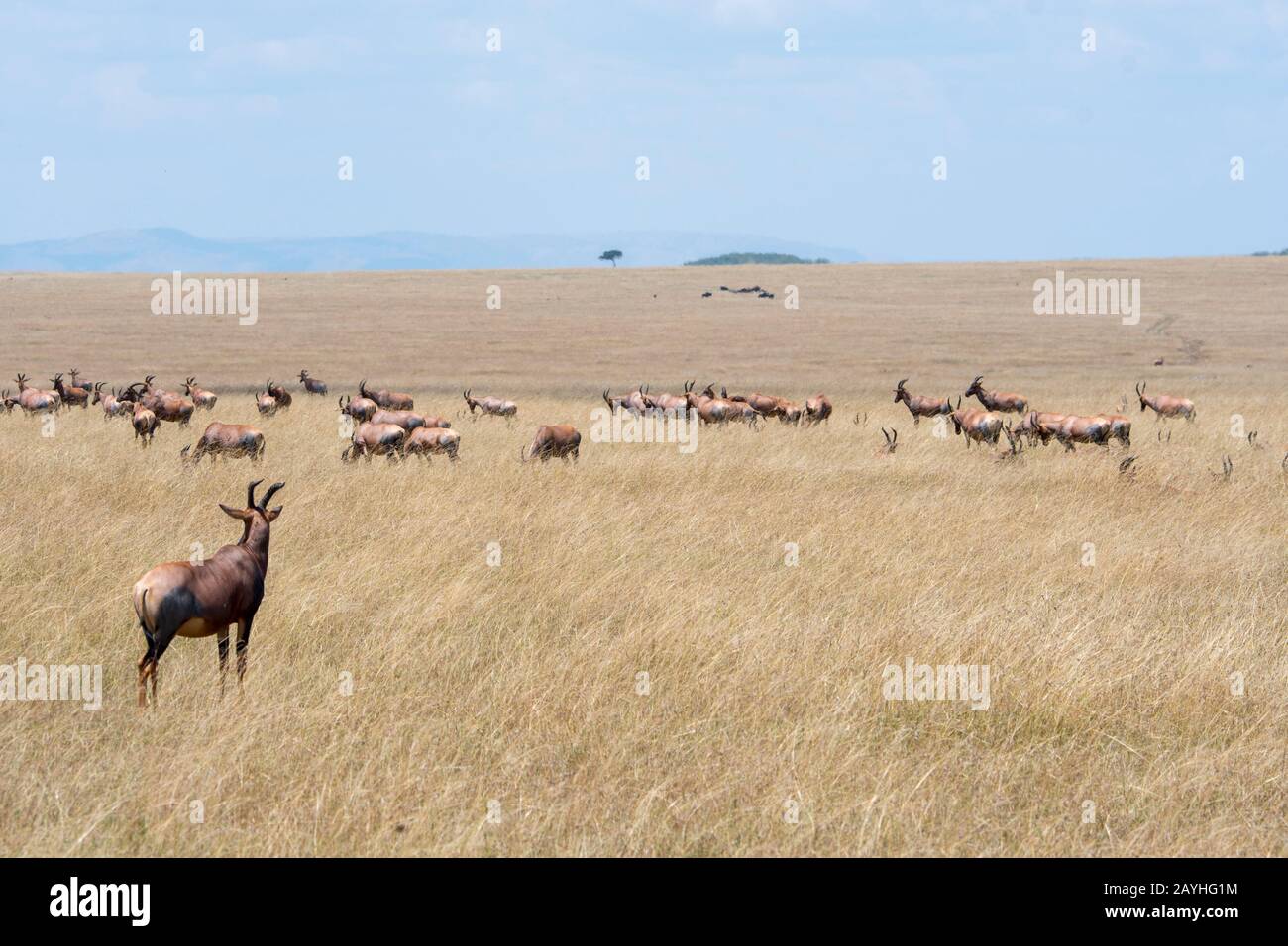 Topis (Damaliscus korrigum) nella prateria Della Riserva Nazionale Masai Mara in Kenya. Foto Stock