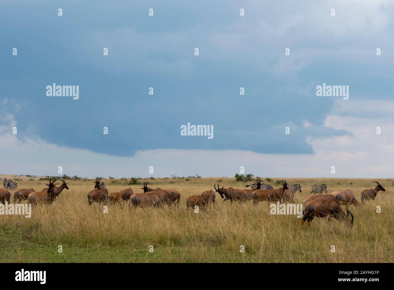 Topis (Damaliscus korrigum) nella prateria Della Riserva Nazionale Masai Mara in Kenya. Foto Stock