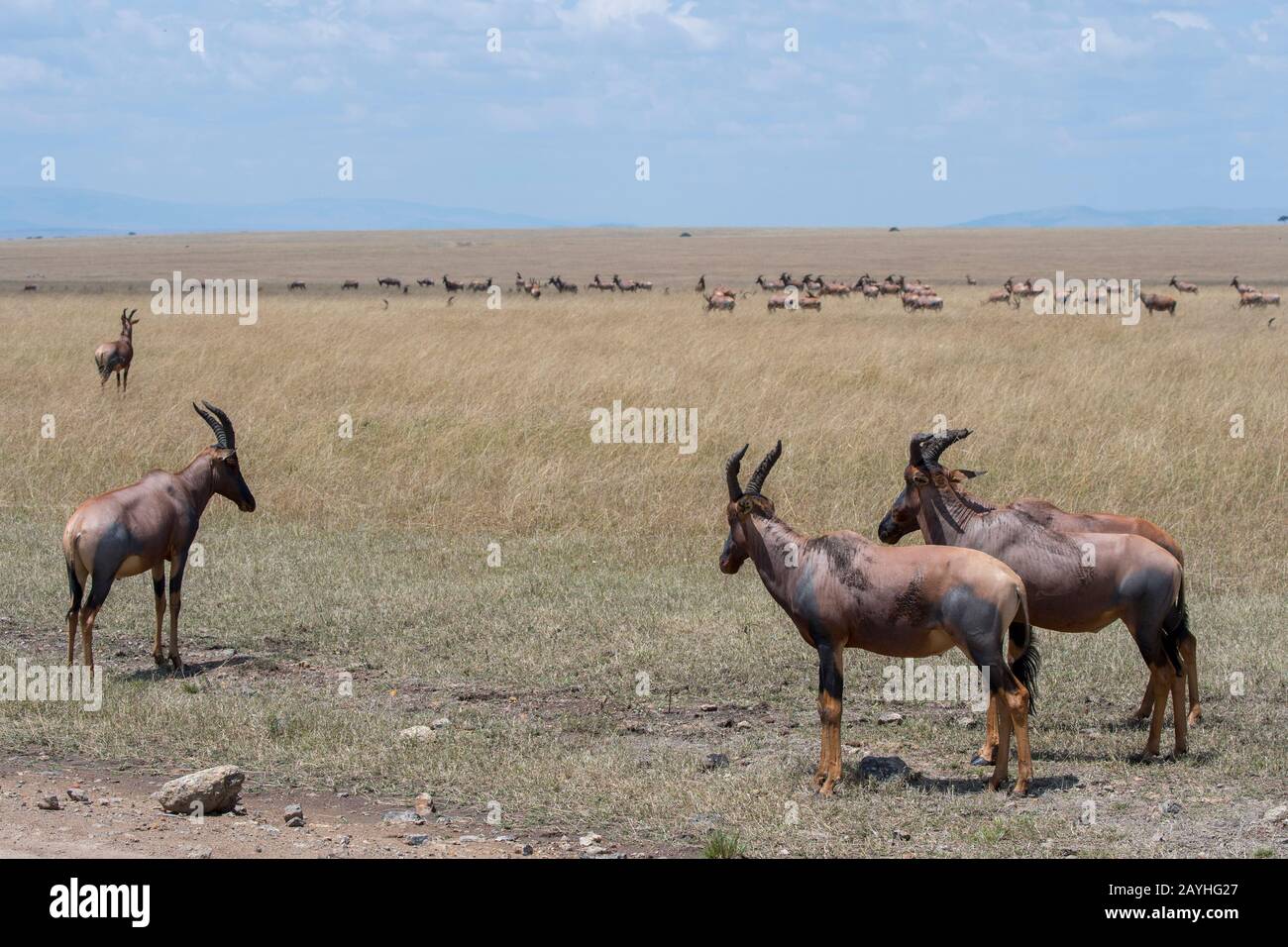 Topis (Damaliscus korrigum) nella prateria Della Riserva Nazionale Masai Mara in Kenya. Foto Stock