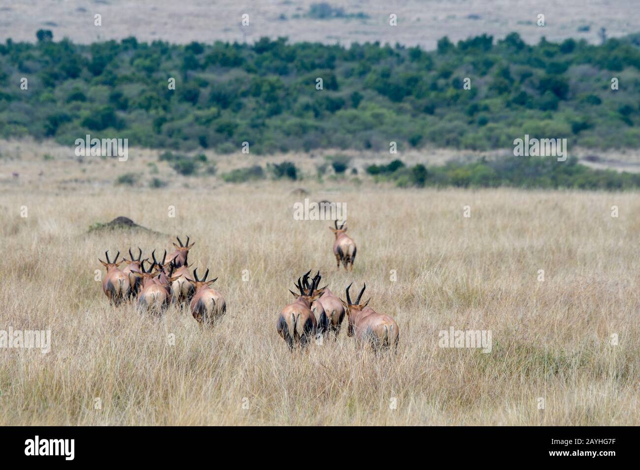 Topis (Damaliscus korrigum) migrando attraverso la prateria Della Riserva Nazionale Masai Mara in Kenya. Foto Stock